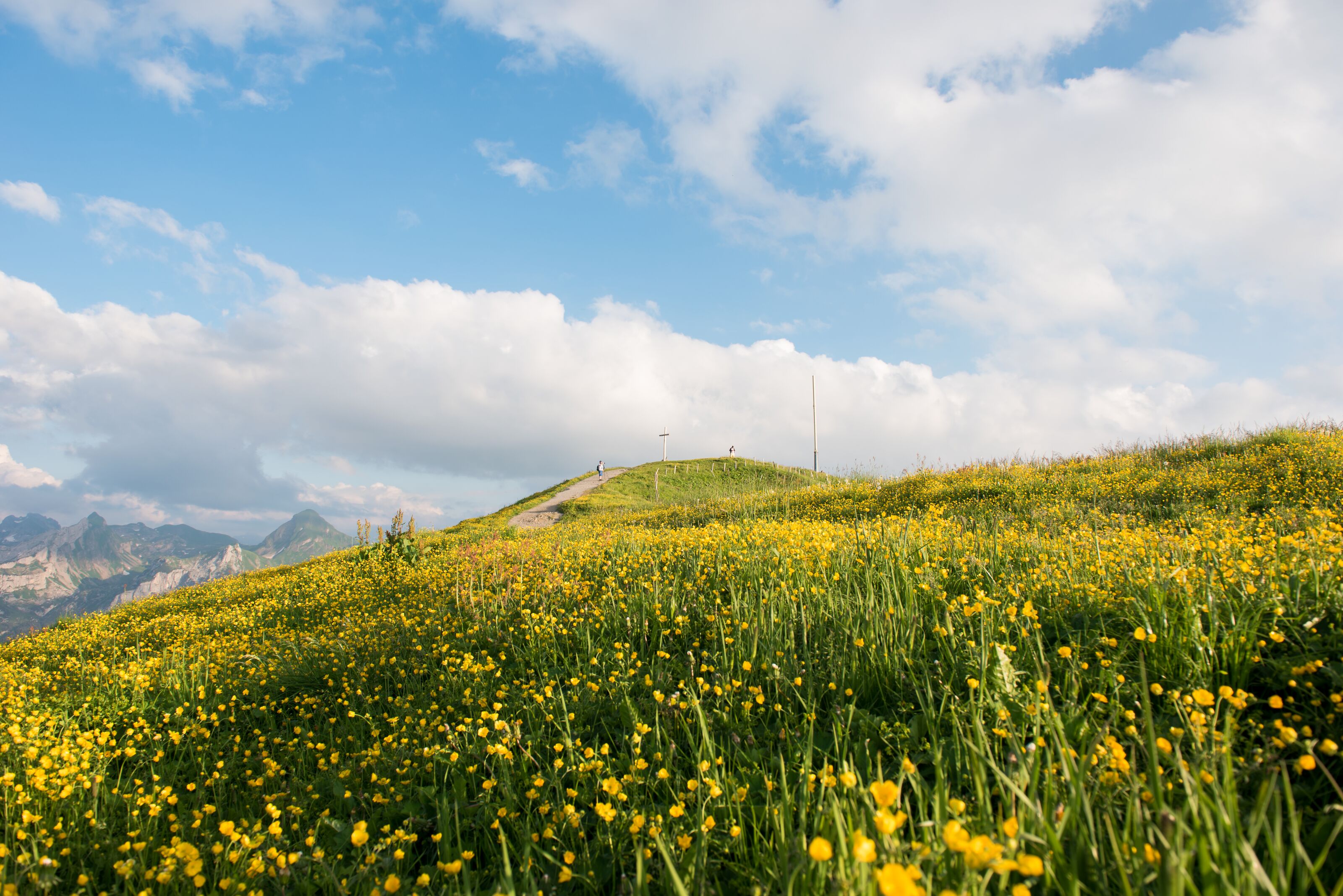 Blühende Bergwiese mit gelben Blumen unter blauem Himmel und Blick auf sanfte Hügel.