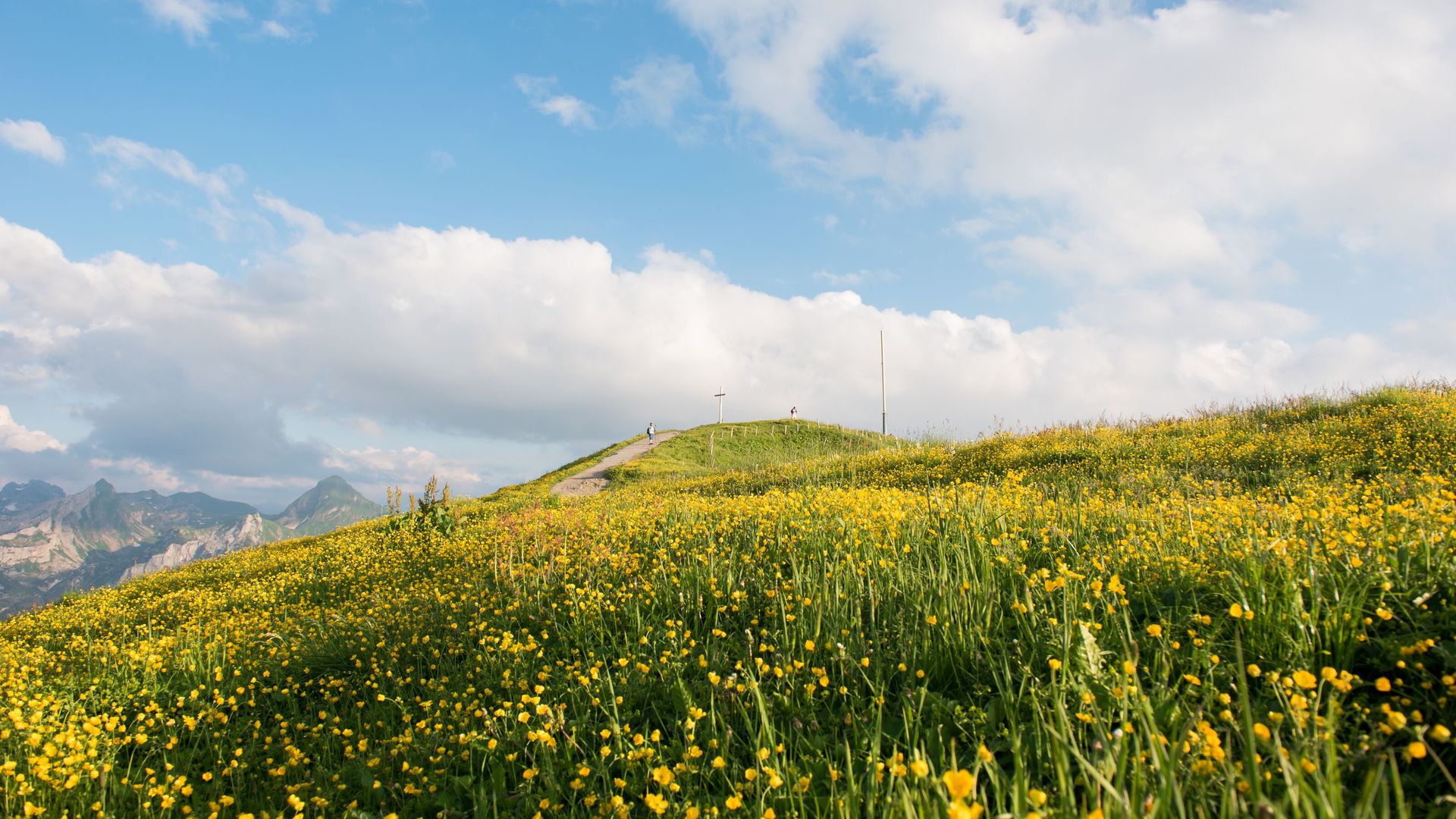 Blühende Bergwiese mit gelben Blumen unter blauem Himmel und Blick auf sanfte Hügel.