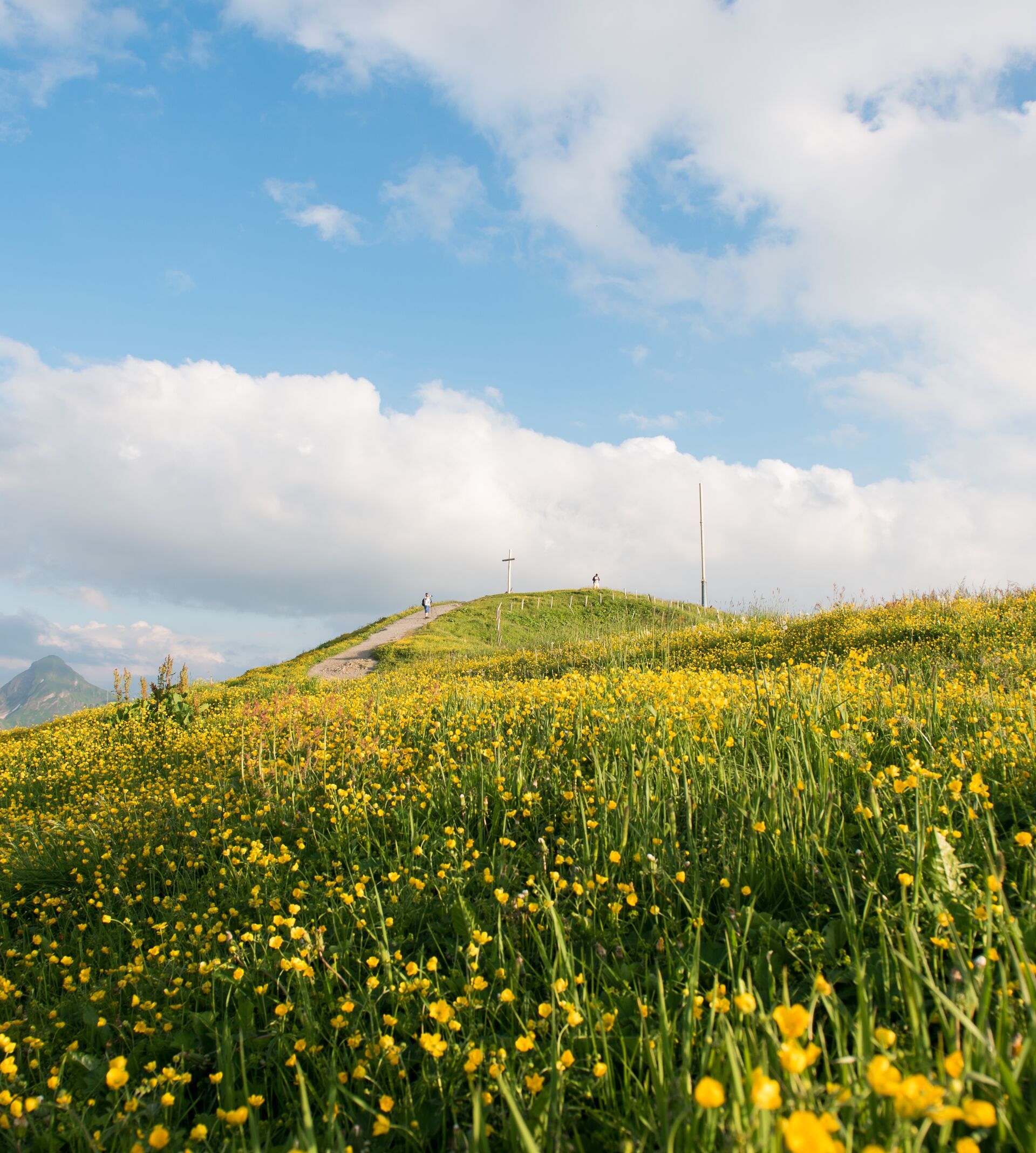 Blooming mountain meadow with yellow flowers under a blue sky and views of gentle hills.