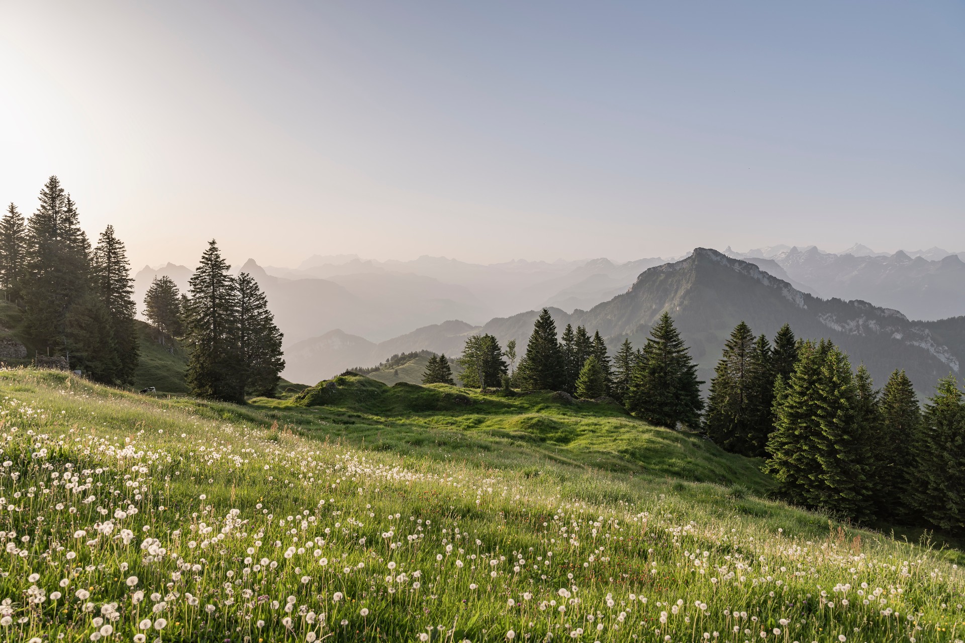 Rigi Ganzjahr Aussicht Wiese mit Pusteblumen