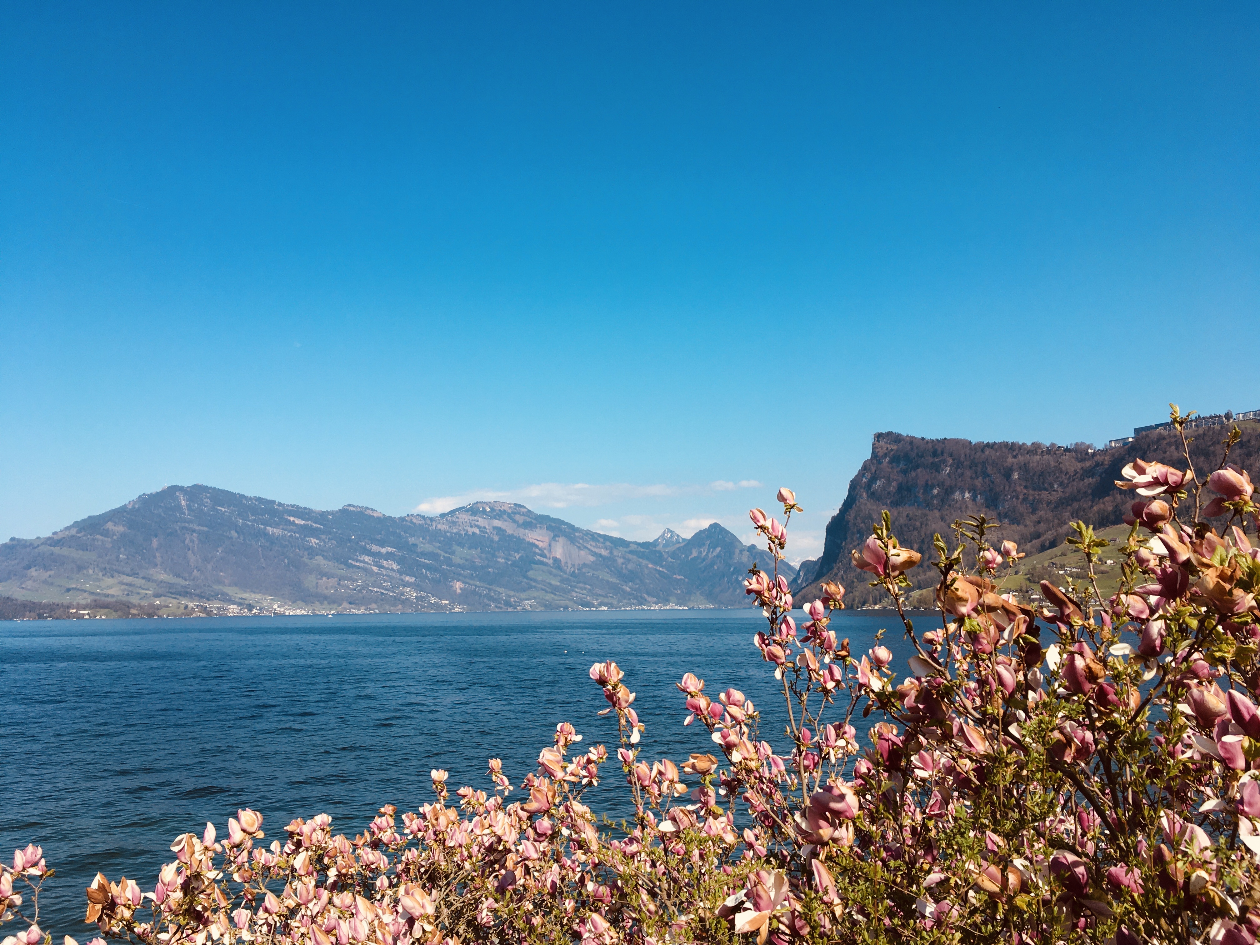 Kräftige Farben und ein traumhafter Blick auf die Rigi. 
