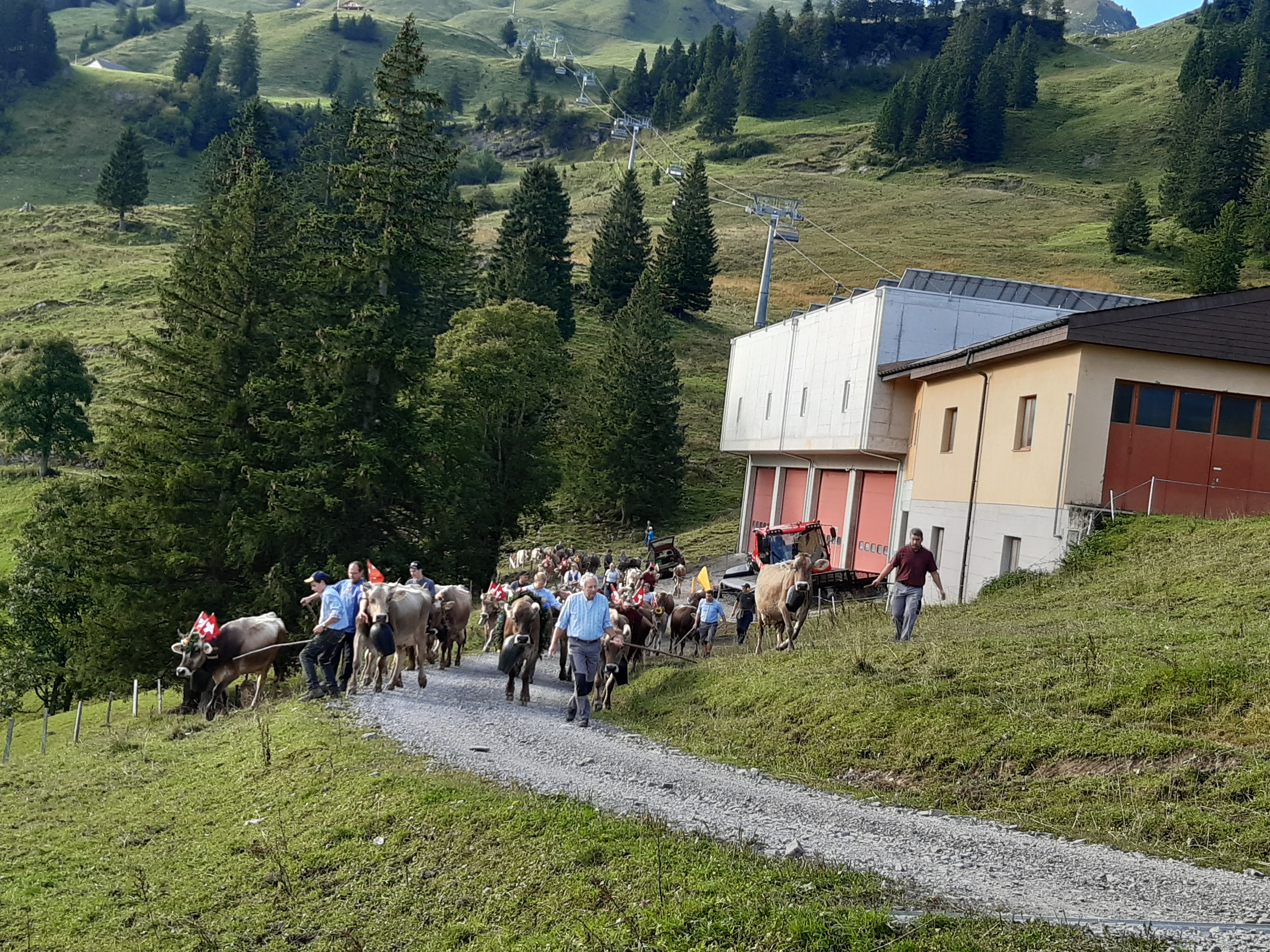ALPABFAHRT ALP CHRUTEREN -  STEINERBERG