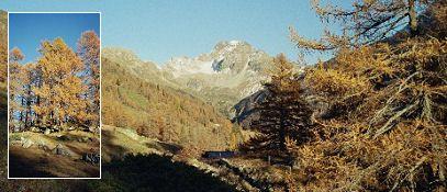 Harmony (Guntern) - Bettmeralp im Sommer