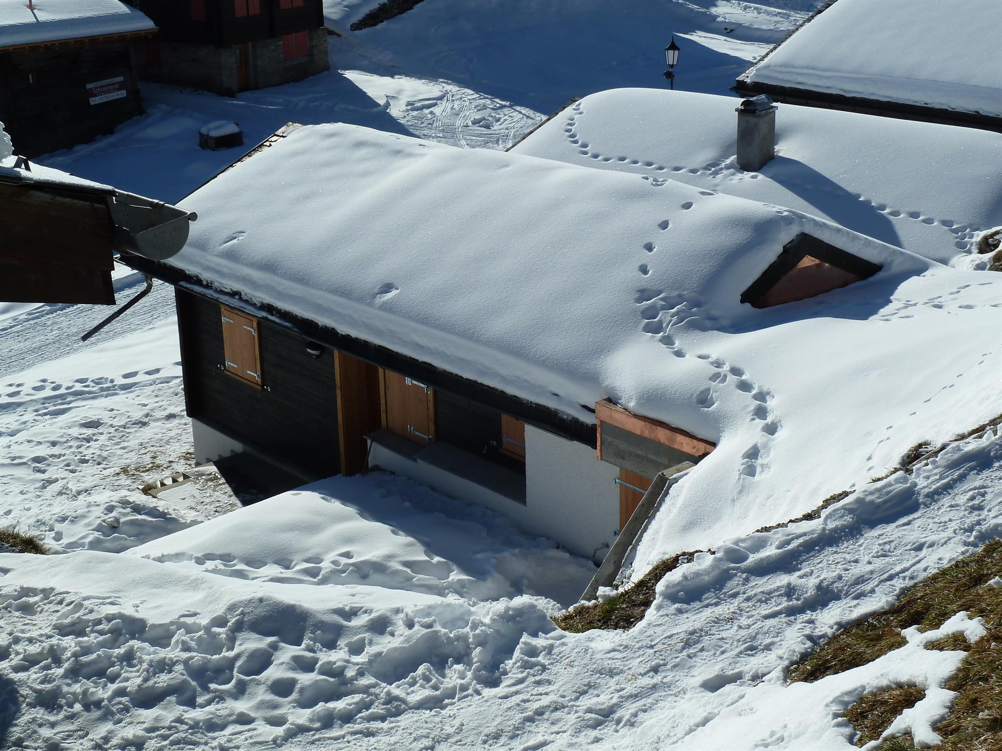 Silberdistel - P1030808