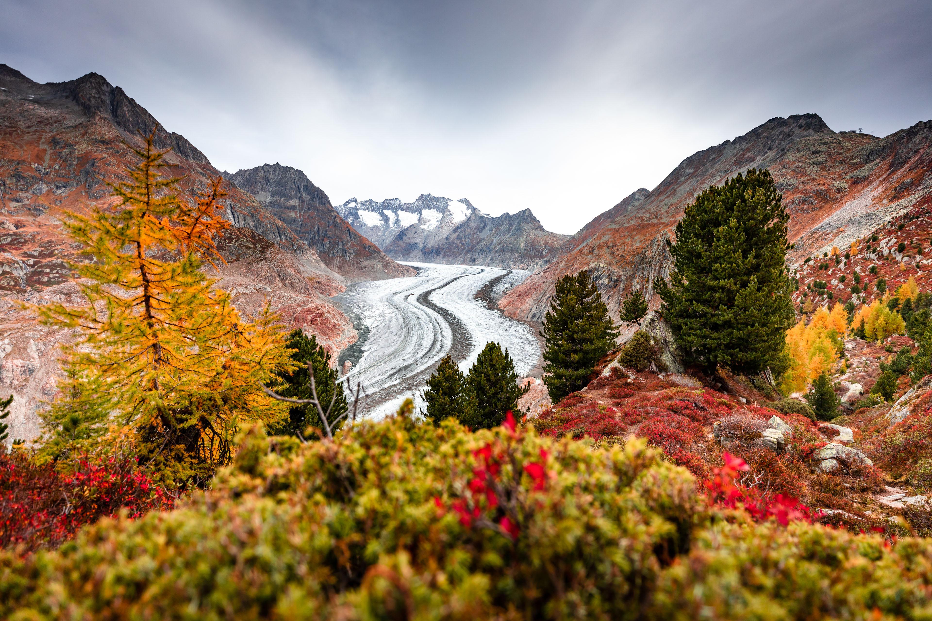 Test Wohnung Storno - aletschwald-herbst-riederalp-sommer-aletsch-arena