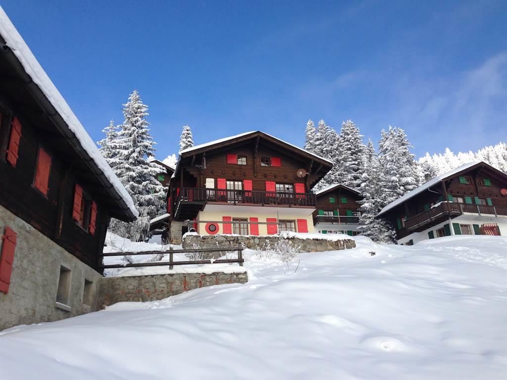 Bergpieper Parterre - Bergpieper im Winter 2014