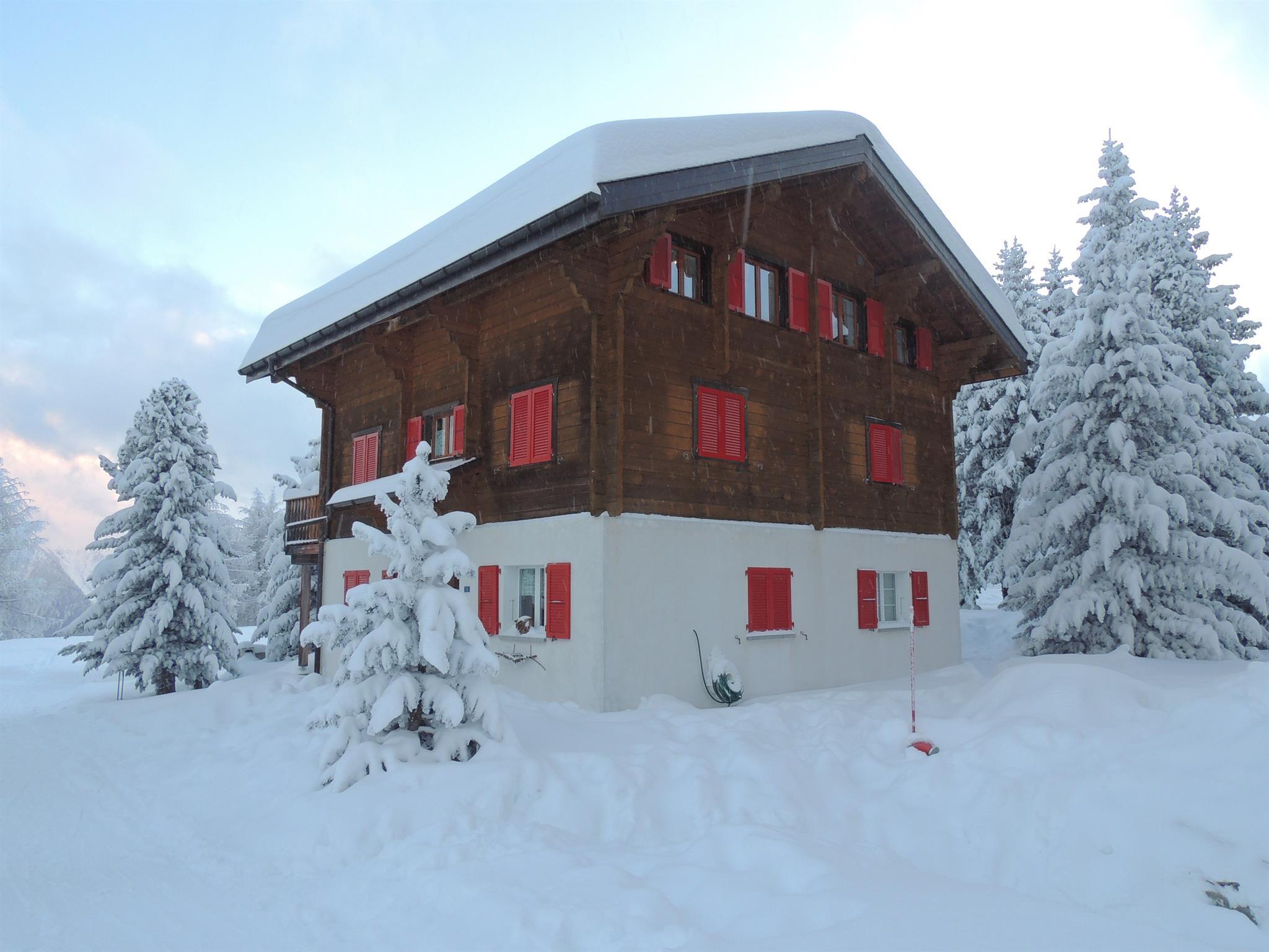 Bergblume 2. Stock - DSCN5608