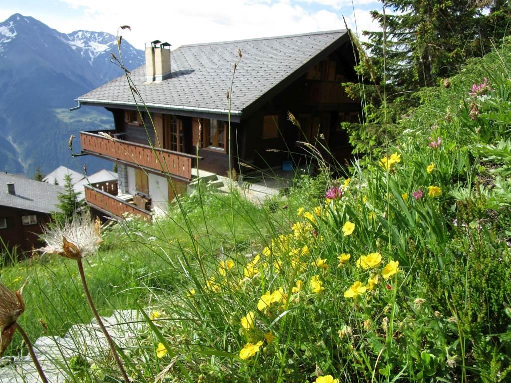 Amethyst 1. Stock - Amethyst Nord Ost Seite Sommer