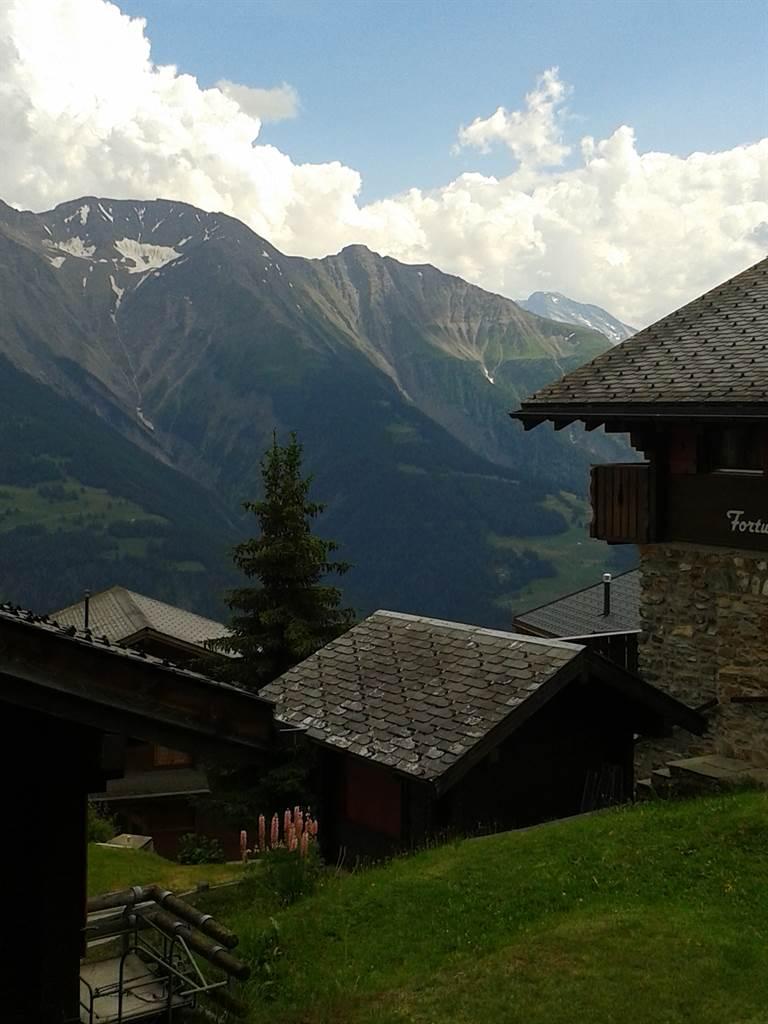 Aster (Julier-Minnig) - Aussicht