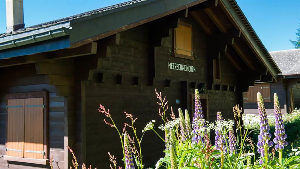 Meerschweinchen - DSC_5709_fotoweb15_riederalp-fewo