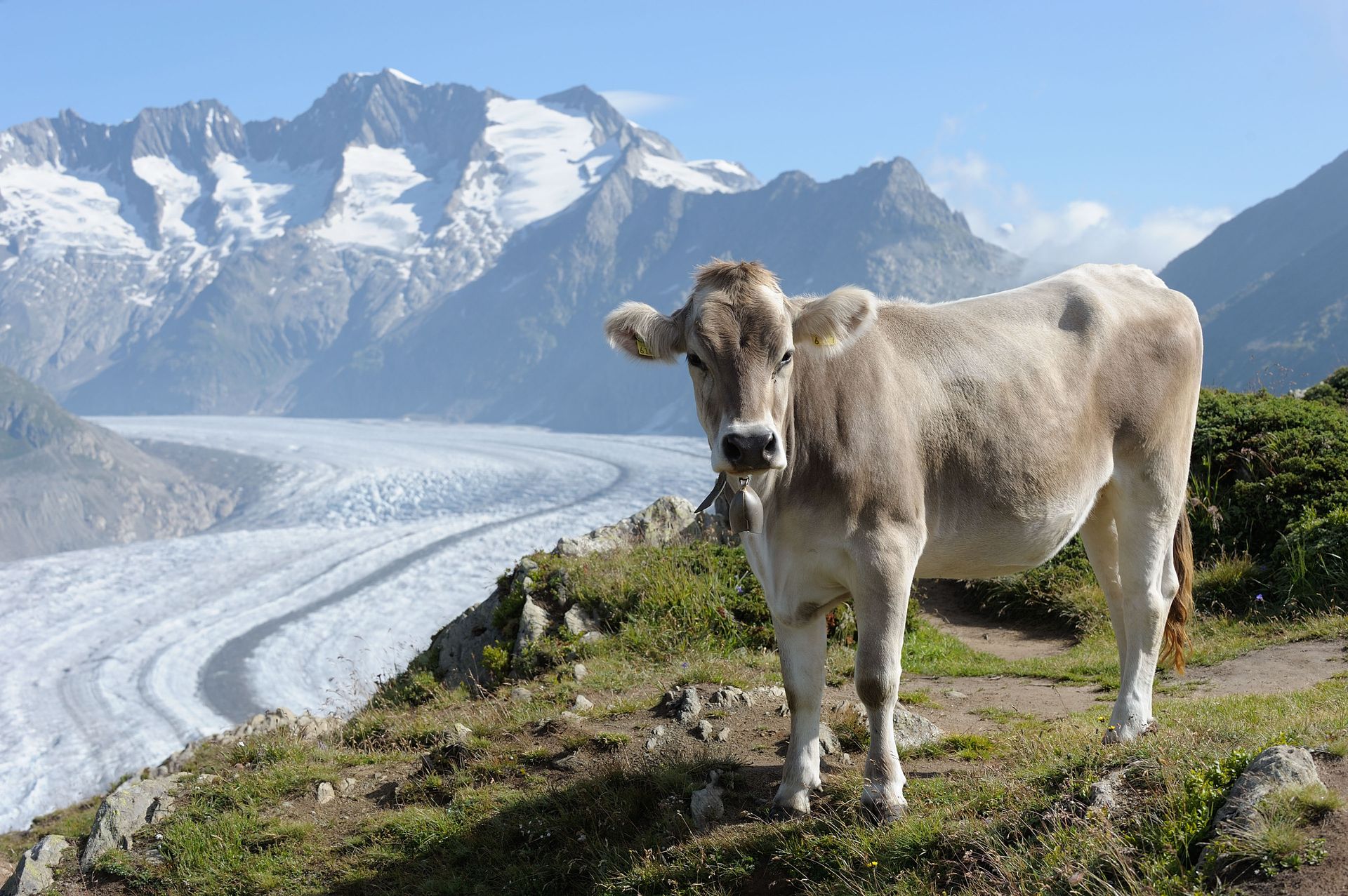 kuh-vor-Aletschgletscher-sommer-aletsch-arena-01.jpeg