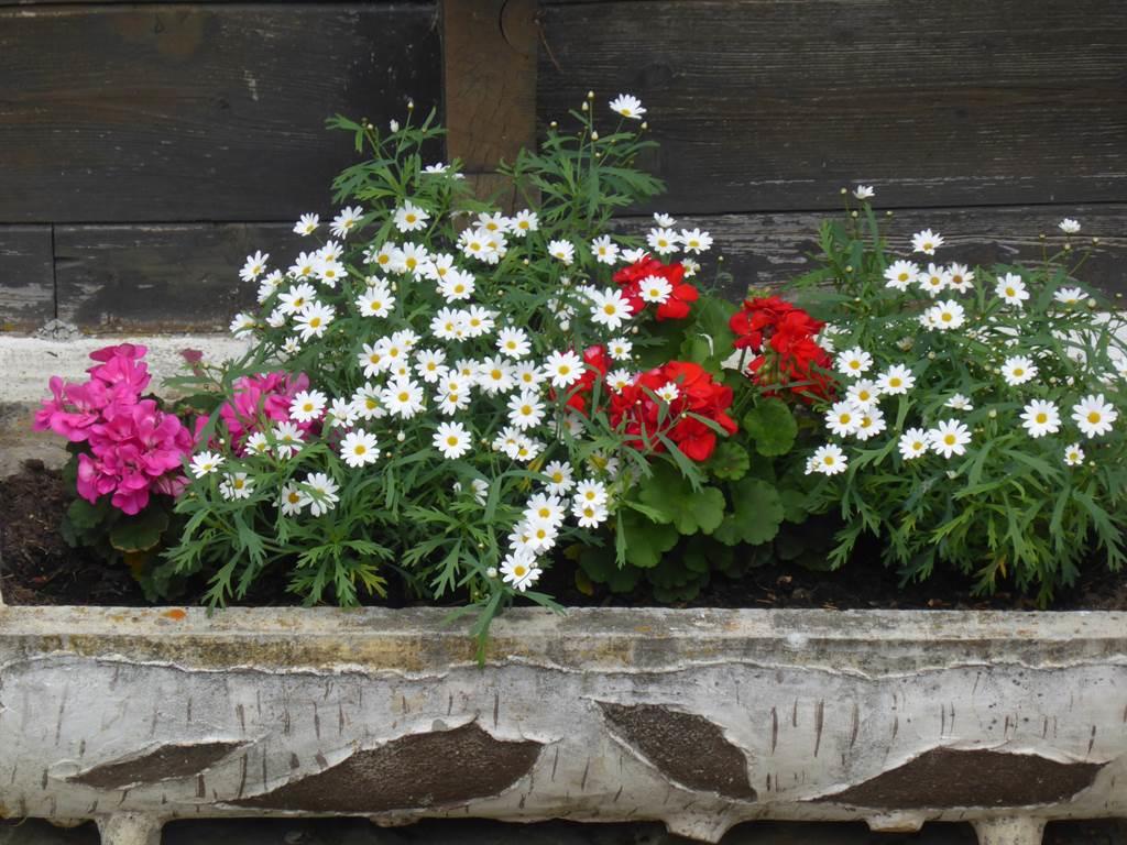 Distel - Aussenansicht