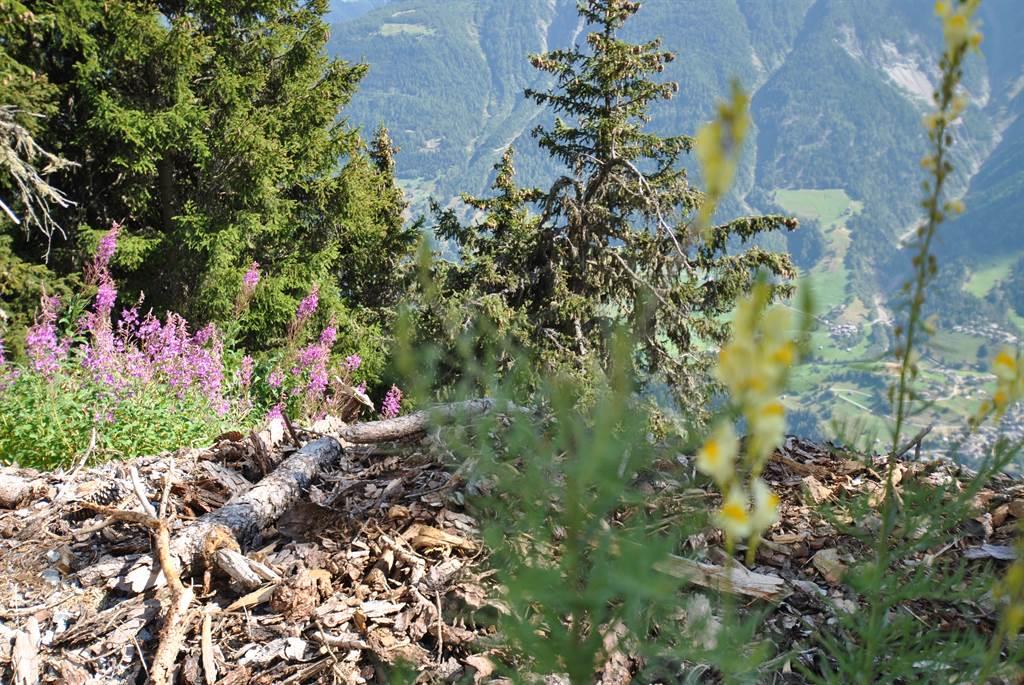 Les Graces Parterre - Natur Pur!