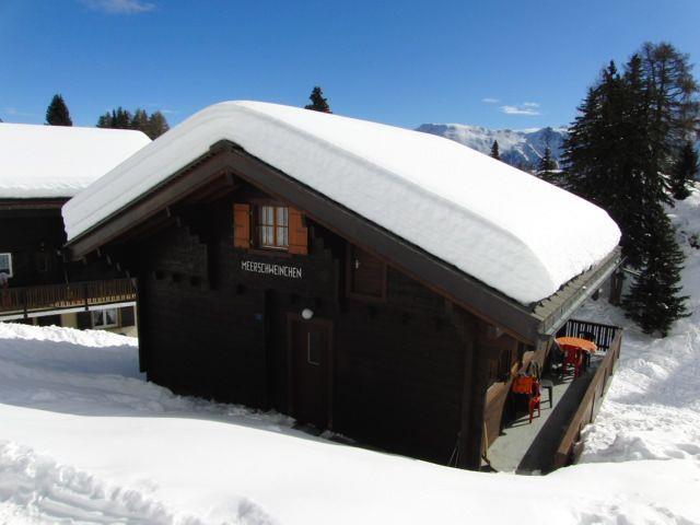 Meerschweinchen - Aussenansicht Winter