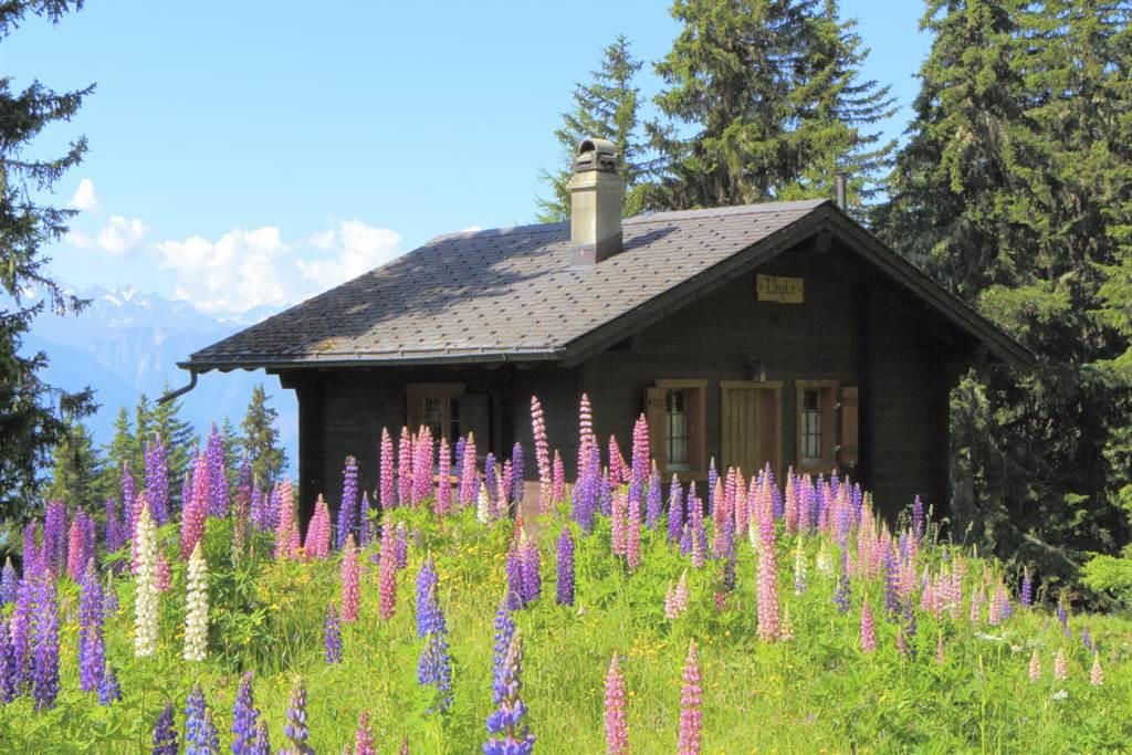 Layla - Layla (2 von 4)