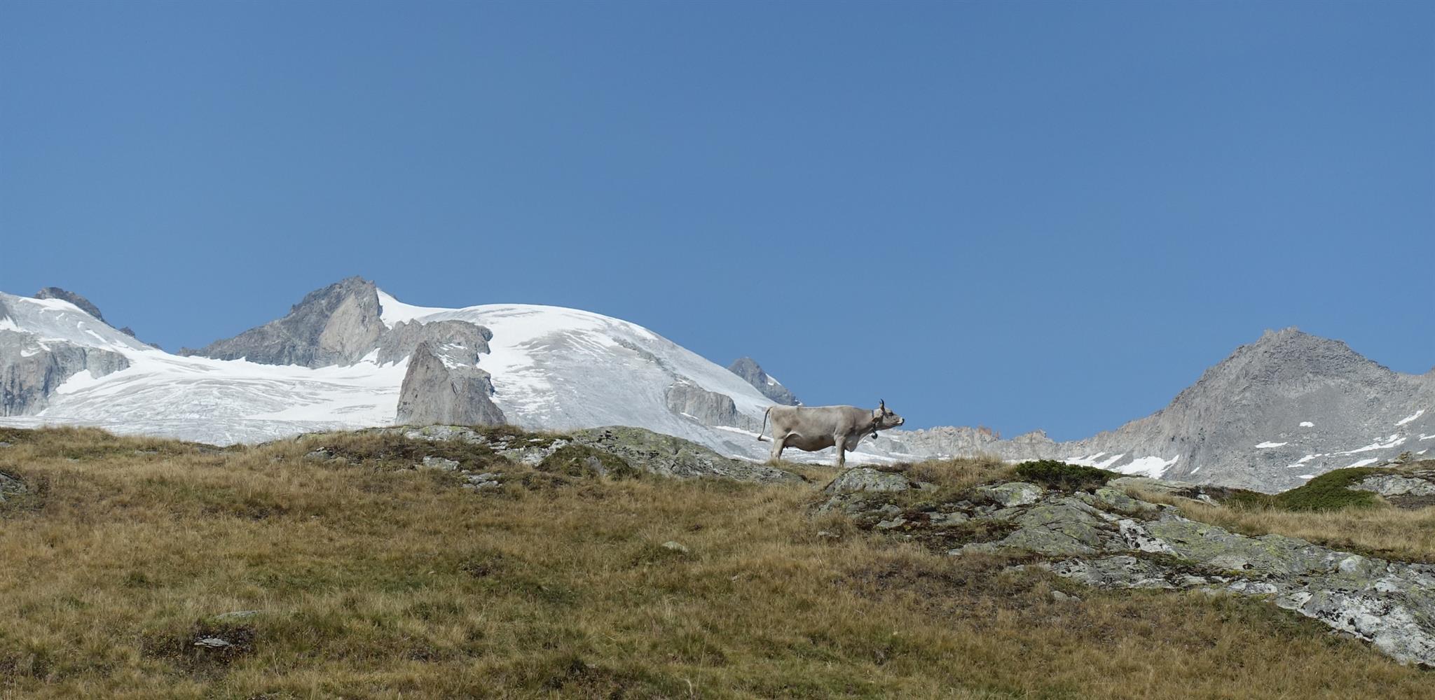 Birchli OG - Riederalp - Kuh