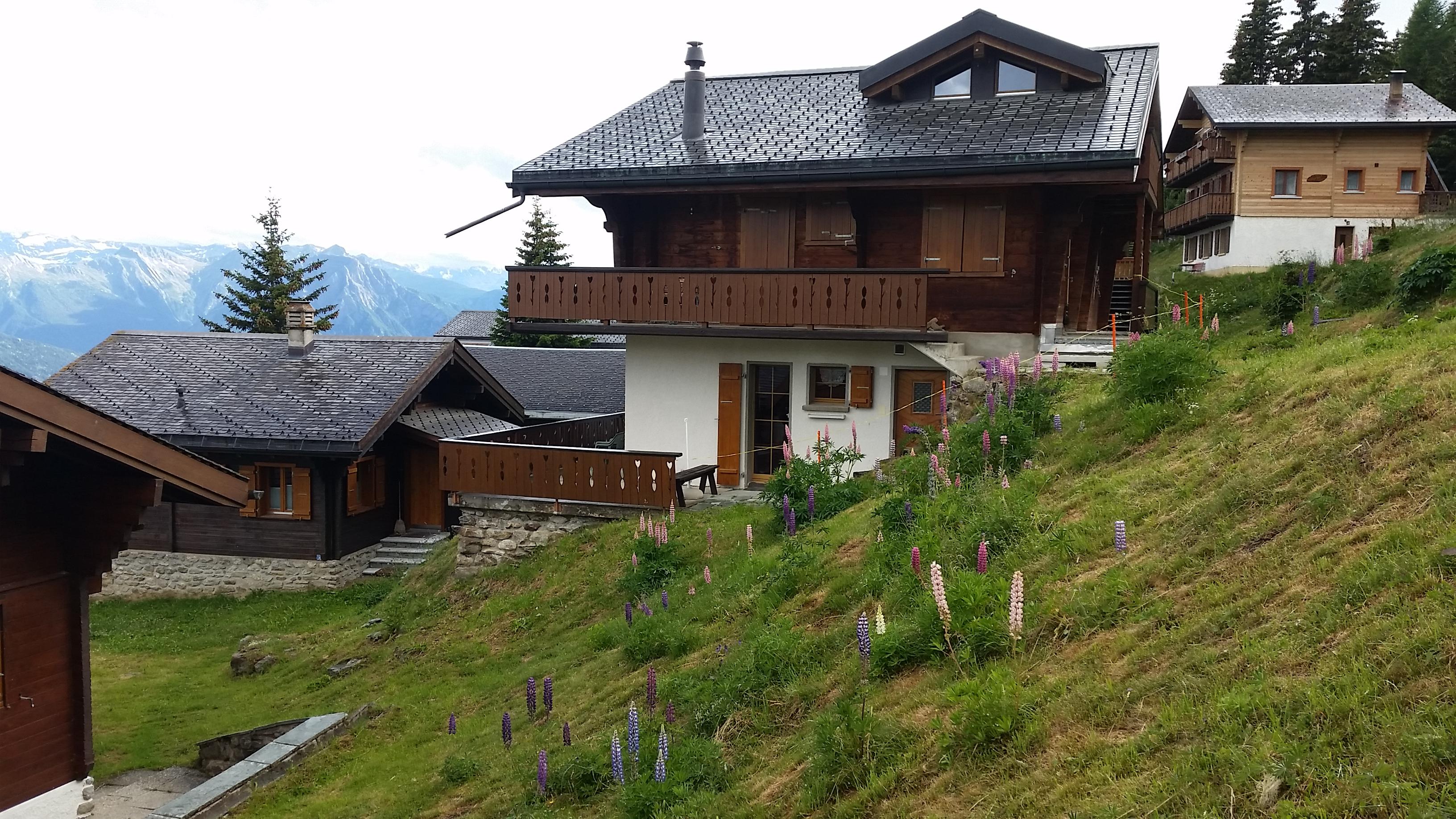 Parnassia EG - Parnassia