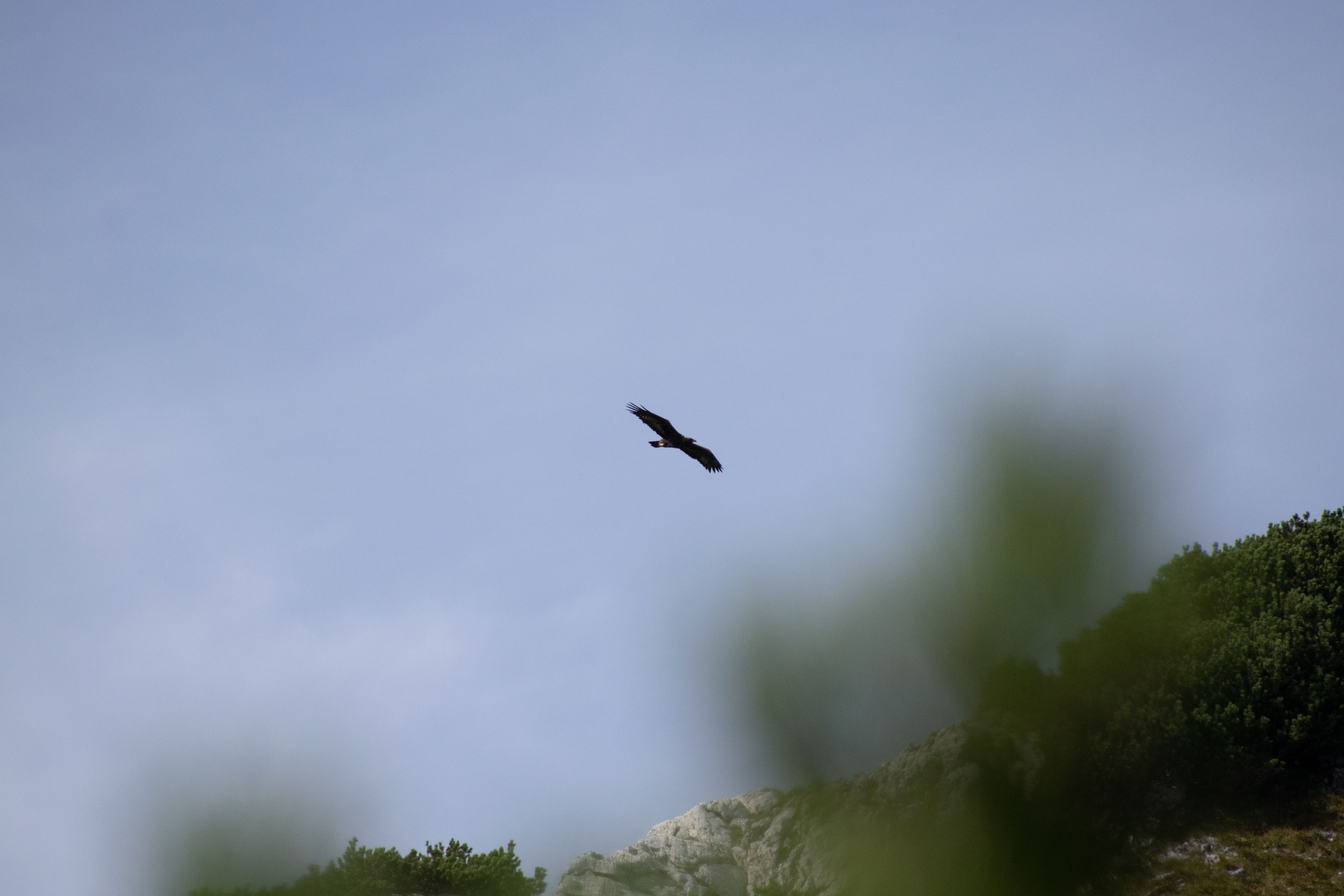 Steinadlerwanderungen