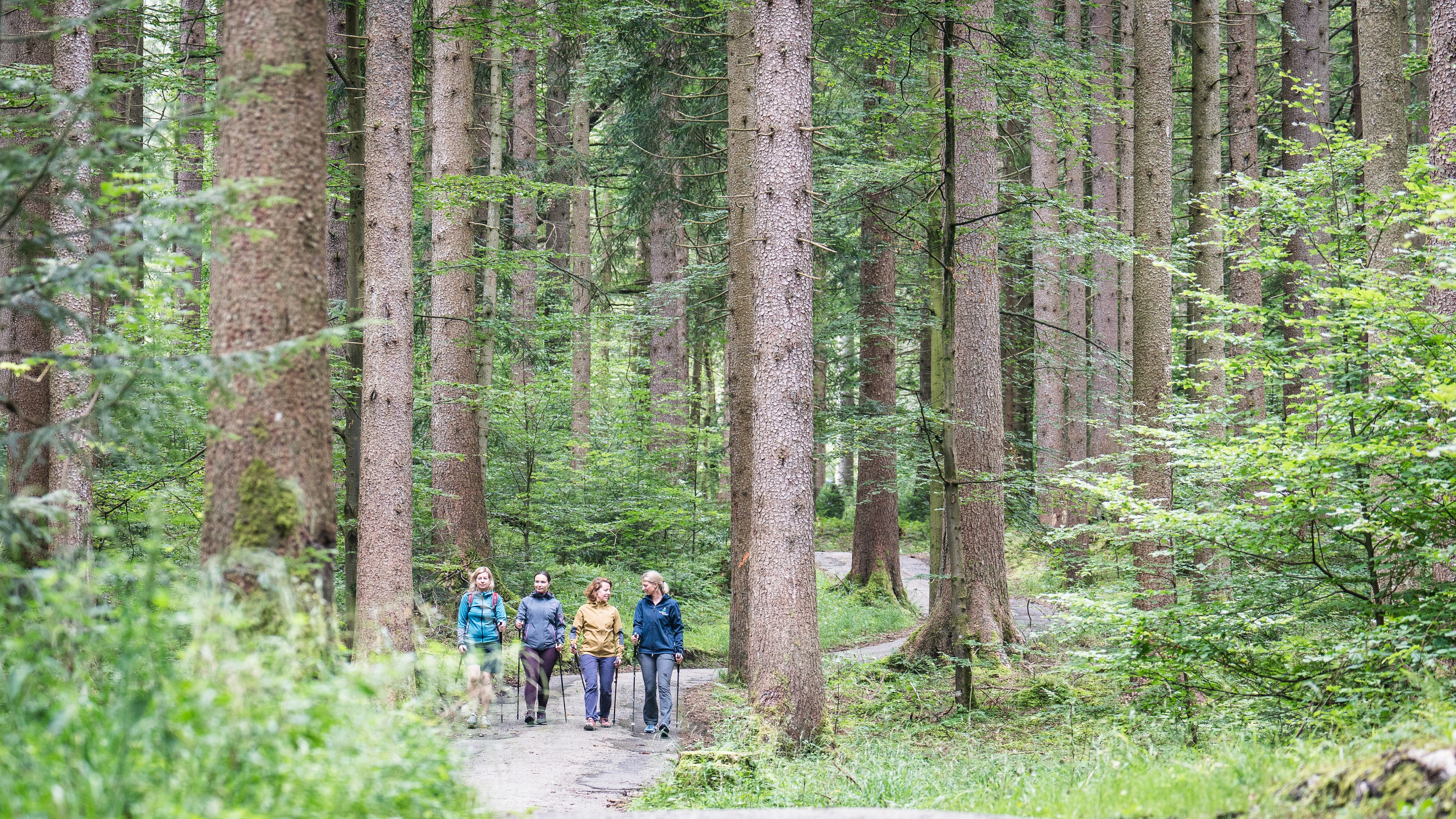 Heilklimawandern