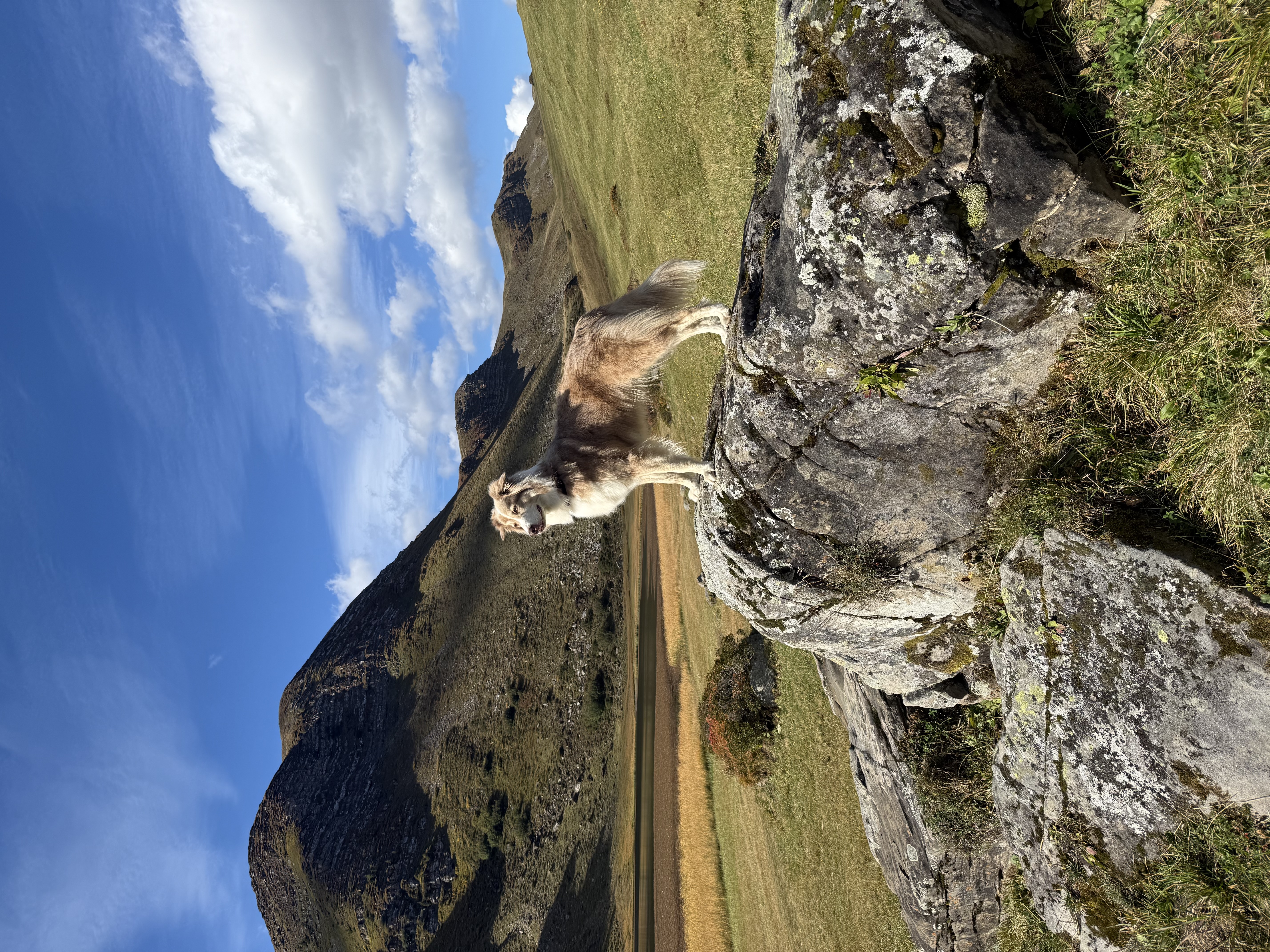 Hunde-Abenteuer-Walk