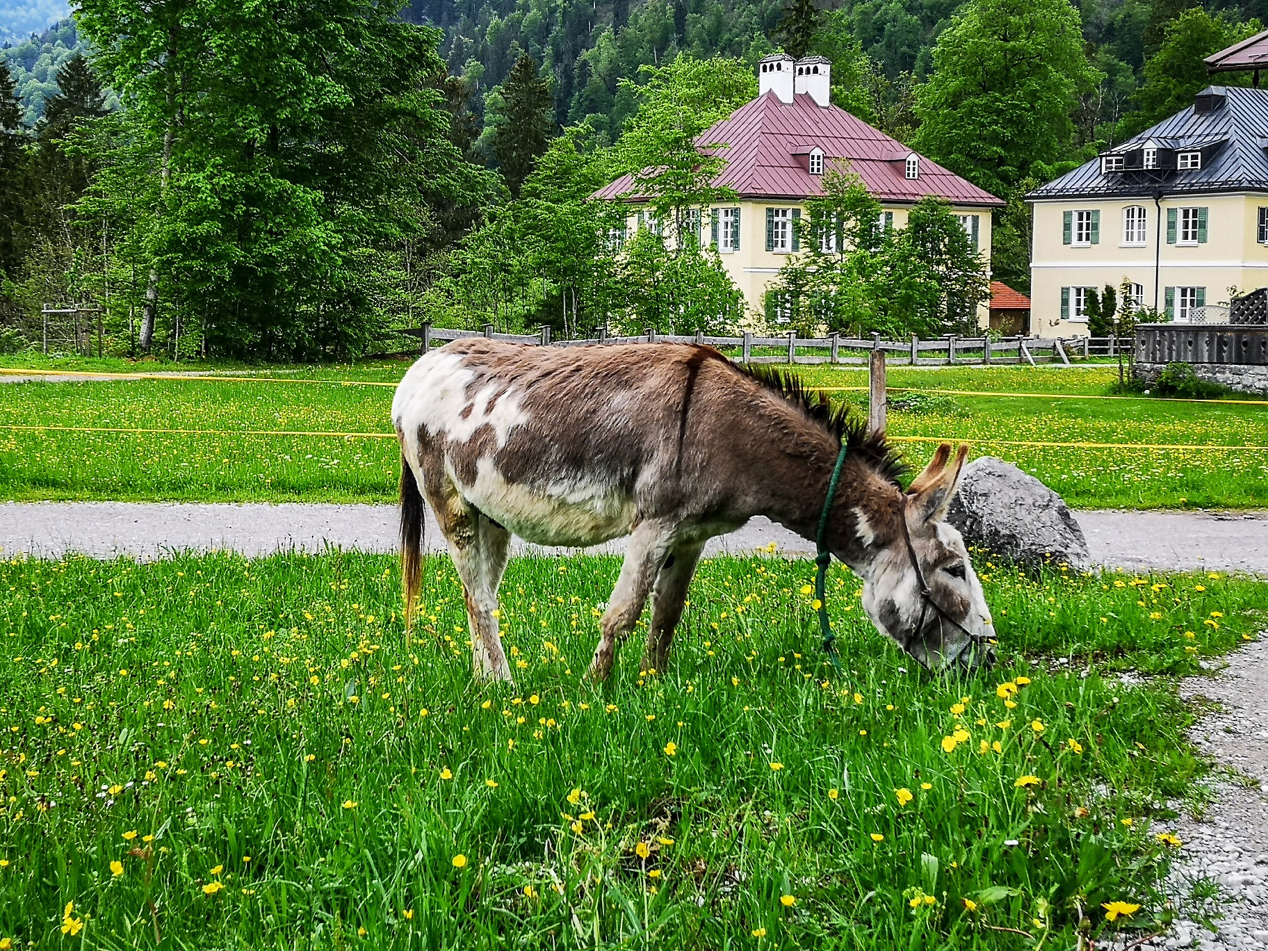 mys-Eselwanderung im Bergsteigerdorf Kreuth-Eselwanderung