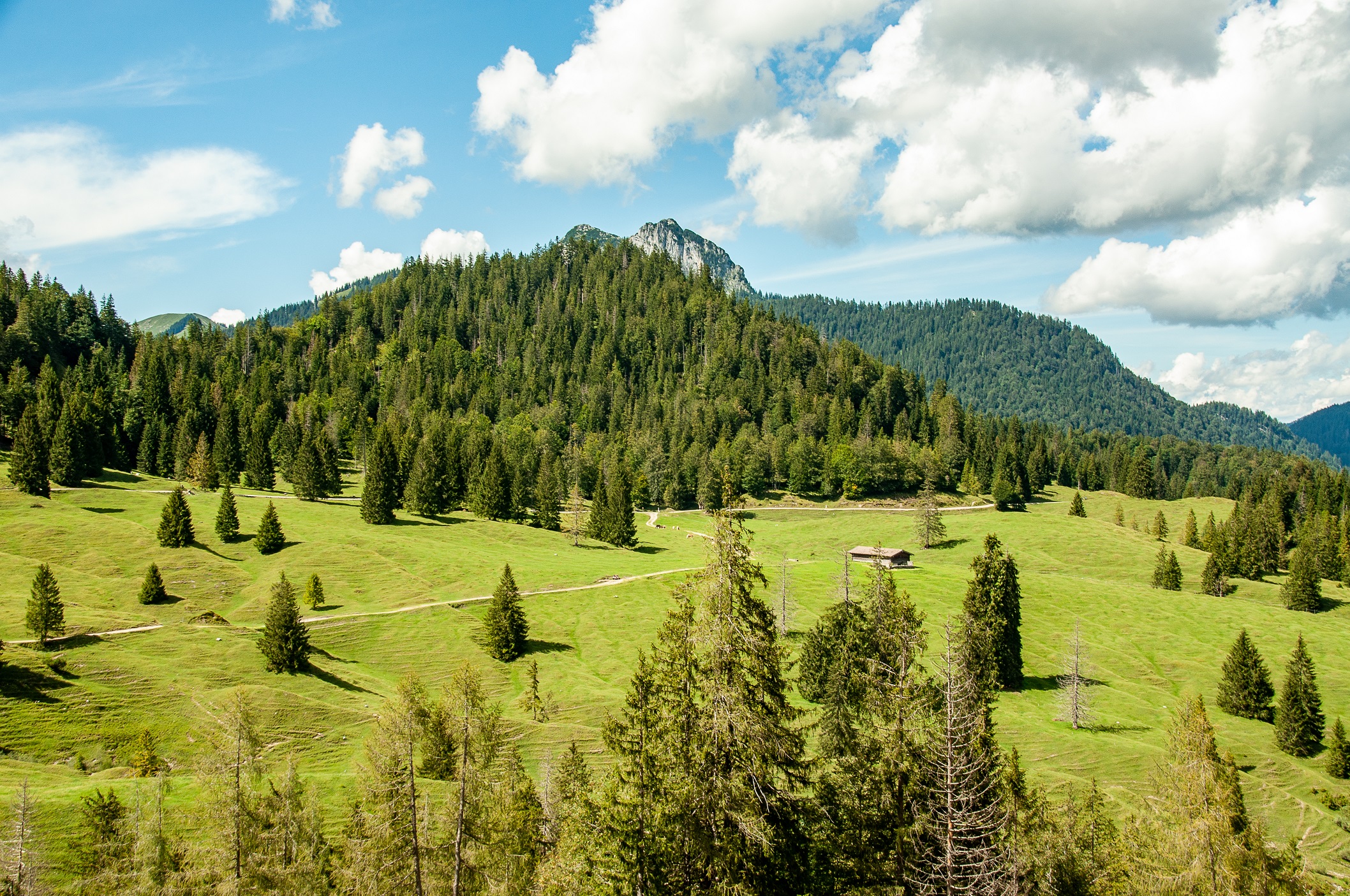mys-Führung - Botanik und Landschaftsgeschichte auf der Königsalm-Königsalm