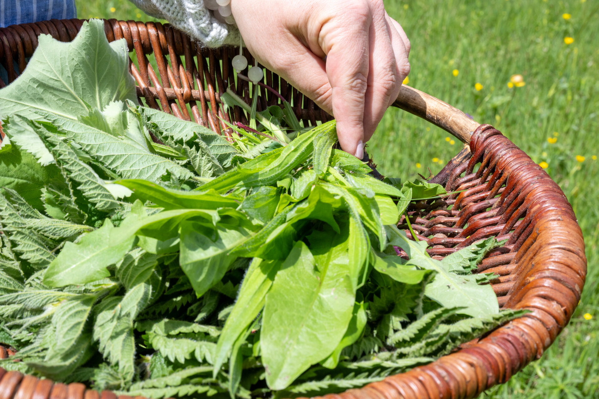 Bunte Sommervielfalt - Kräuterführung 