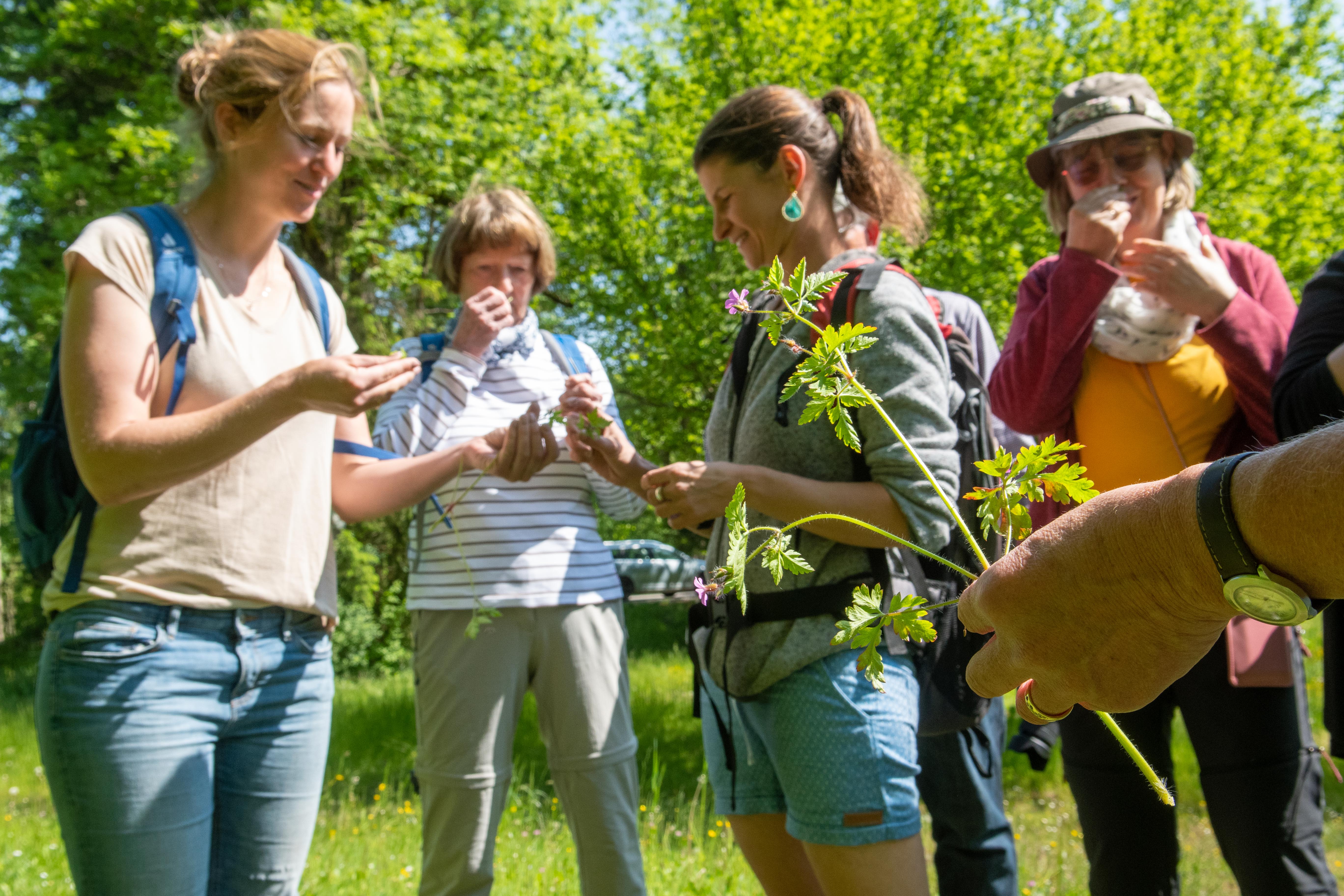 Kräuterwanderung