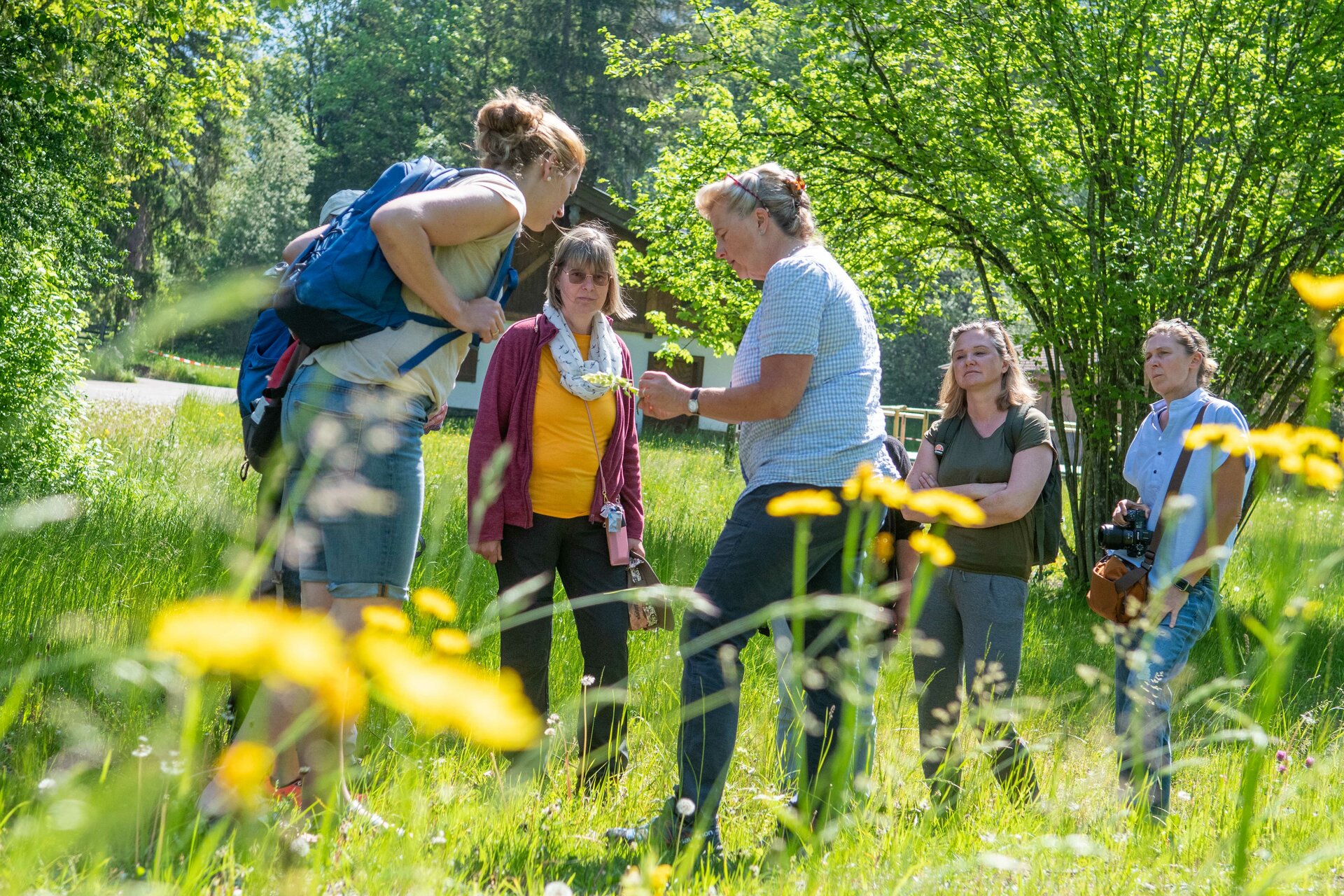 Bunte Sommervielfalt - Kräuterführung 