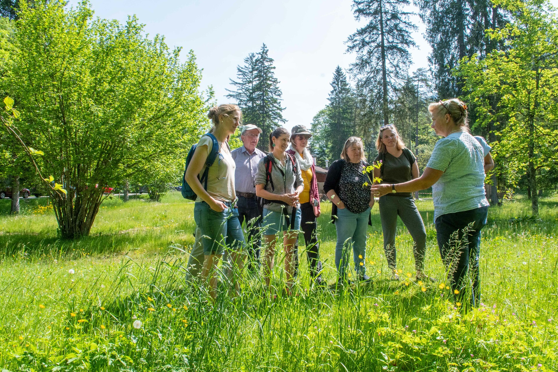 mys-Spannende Kräuterkunde Rottach-Egern -Krauterwanderung