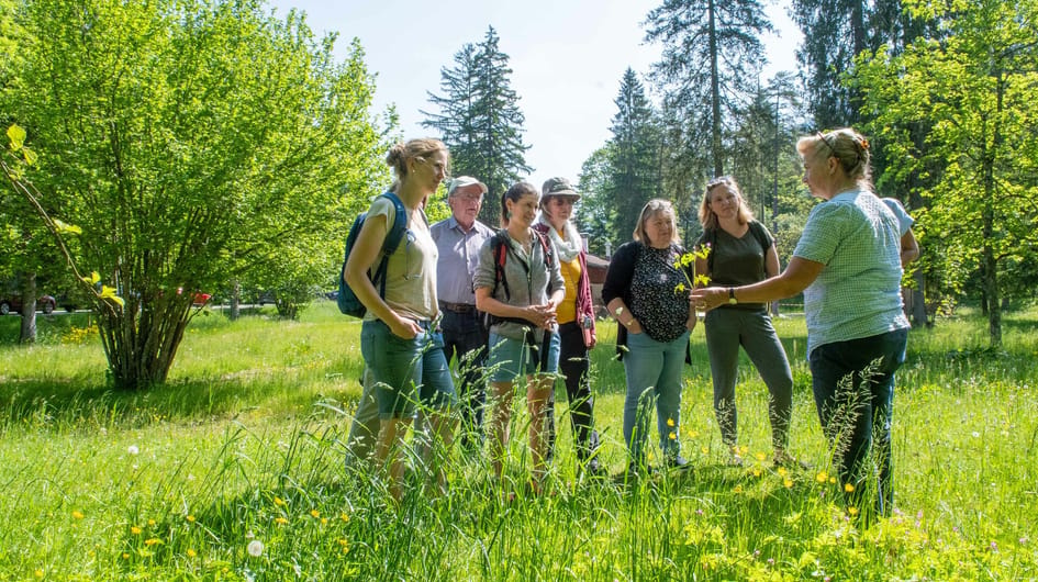 mys-Spannende Kräuterkunde Rottach-Egern -Krauterwanderung