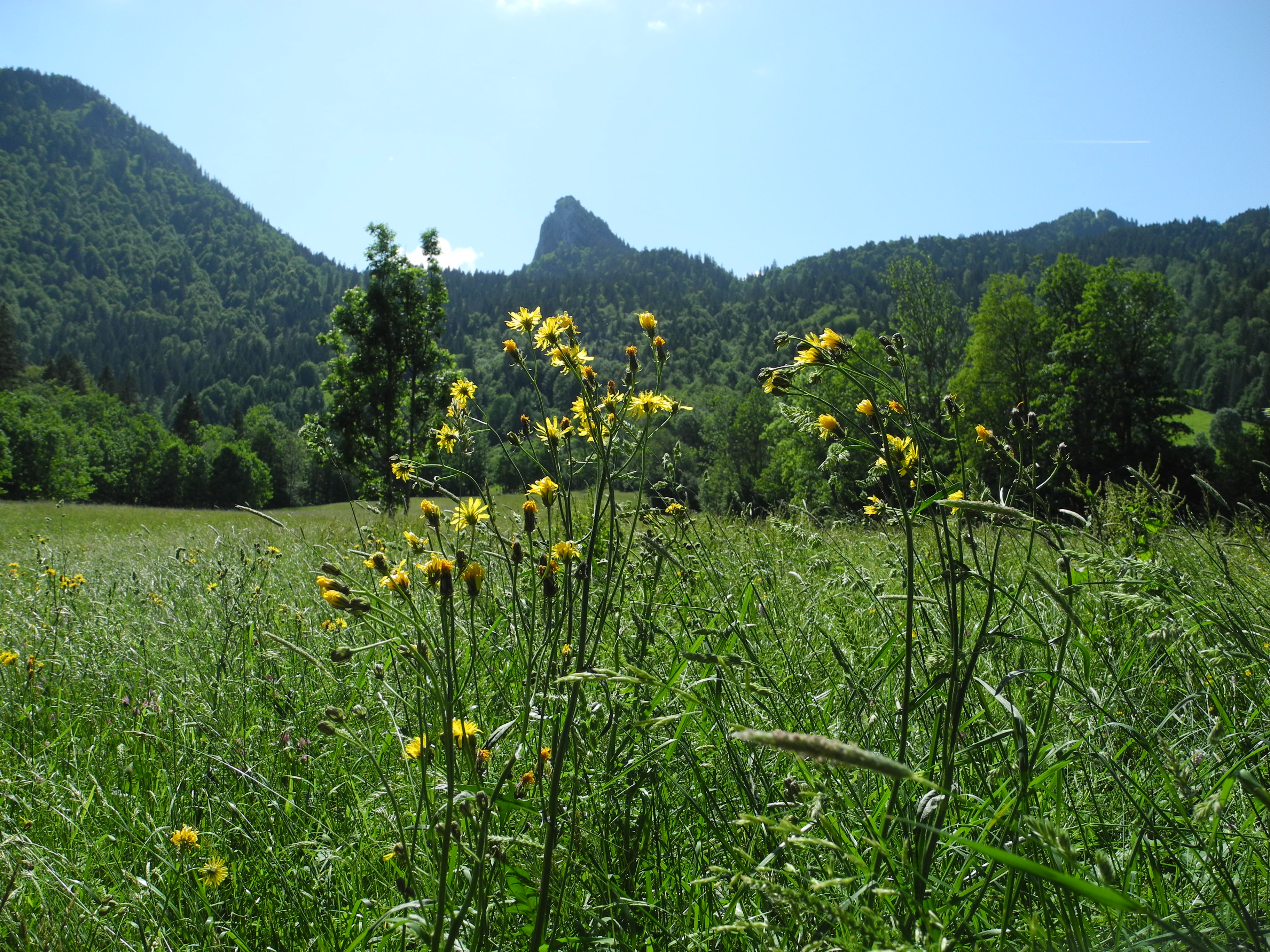 Blick zum Leonhardstein