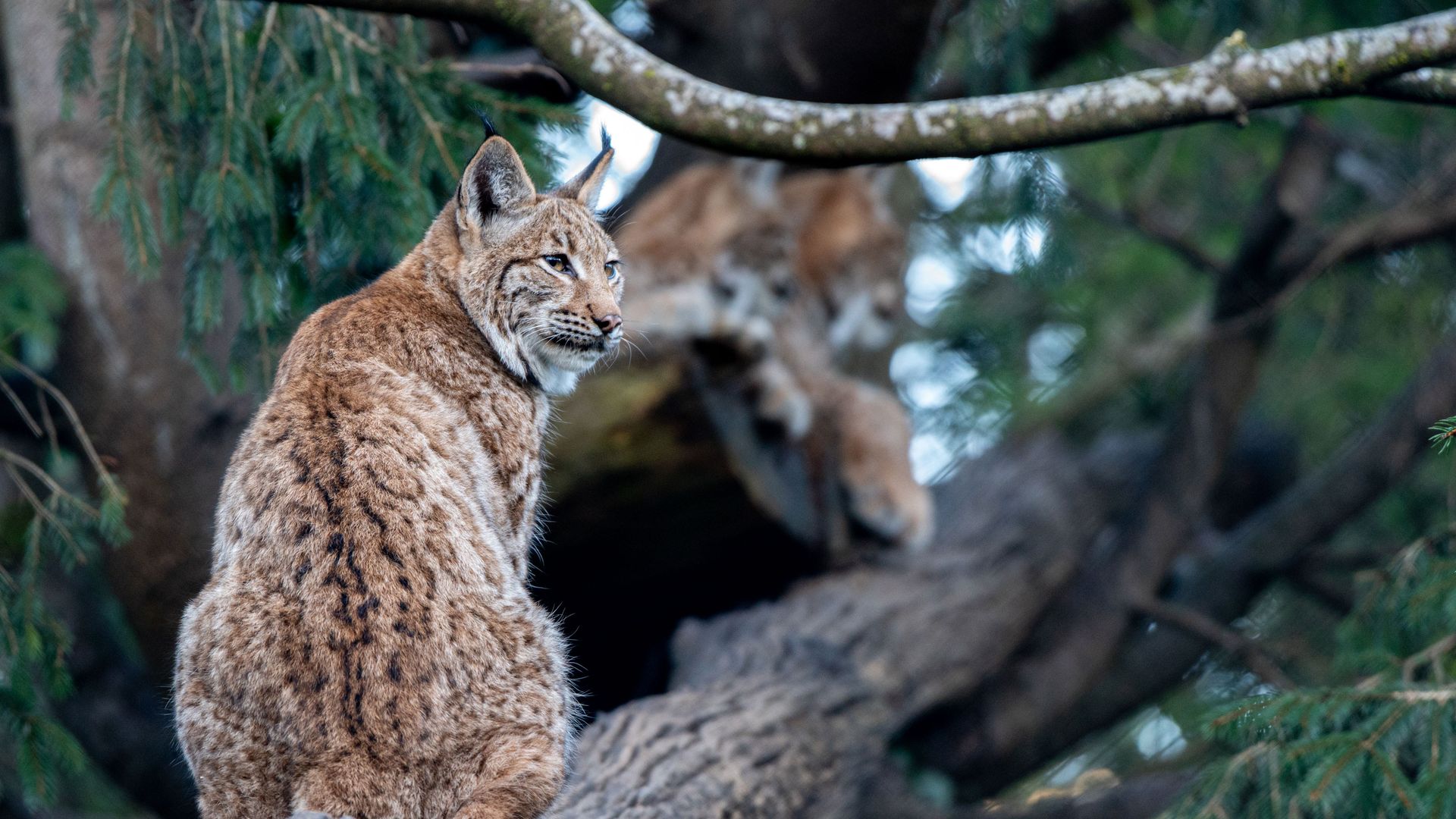 animalnrail-natur-tierpark-goldau-luchs-baumstamm-wald-blick-links
