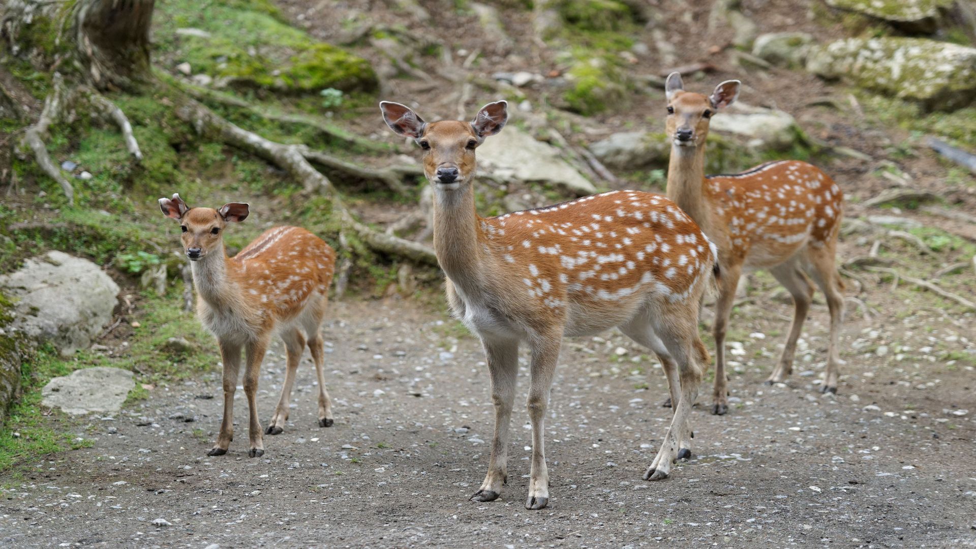 Three deer standing on a dirt road beside a rocky wall, surrounded by natural scenery.
