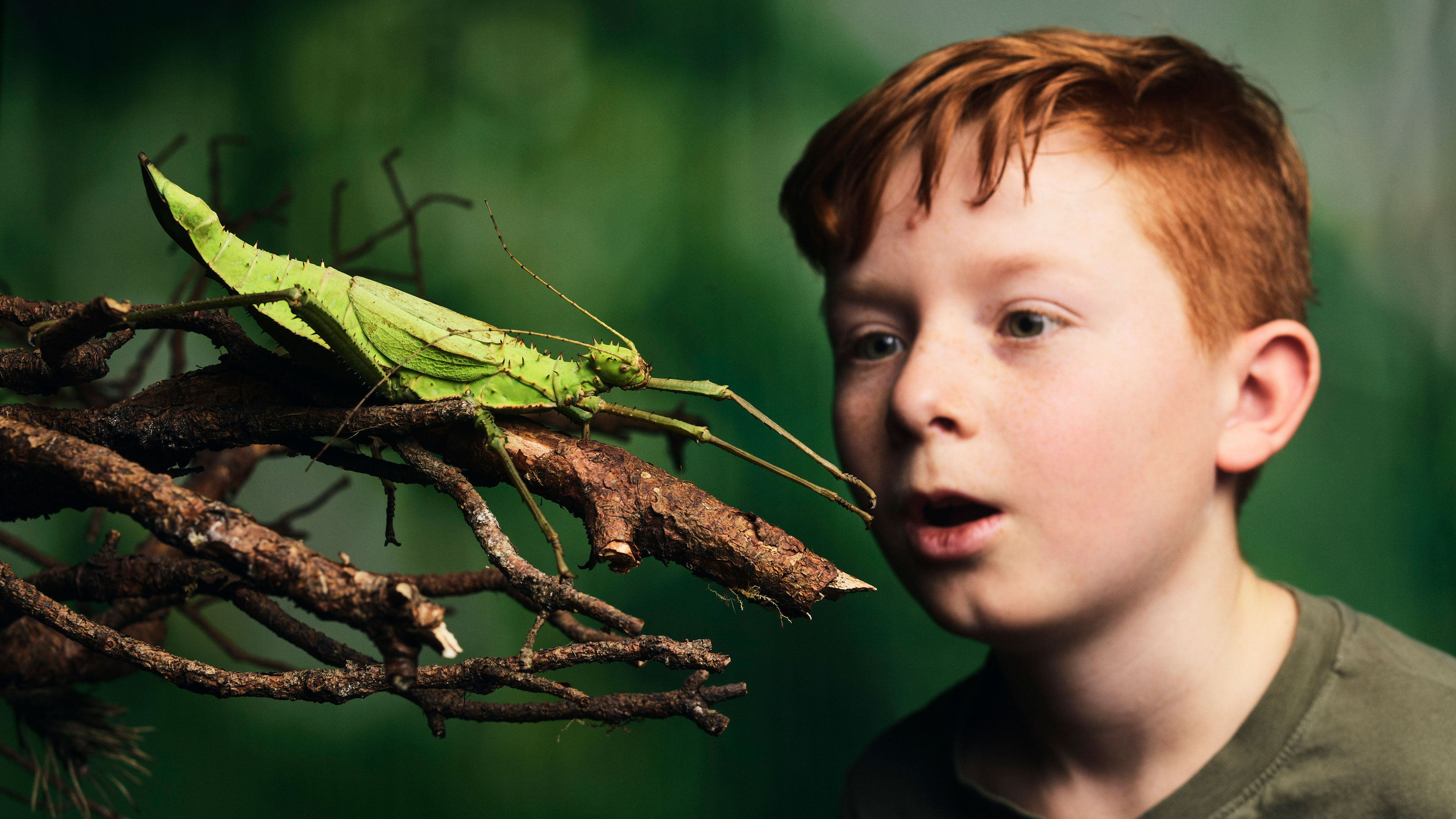 A boy watches a grasshopper sitting on a branch.