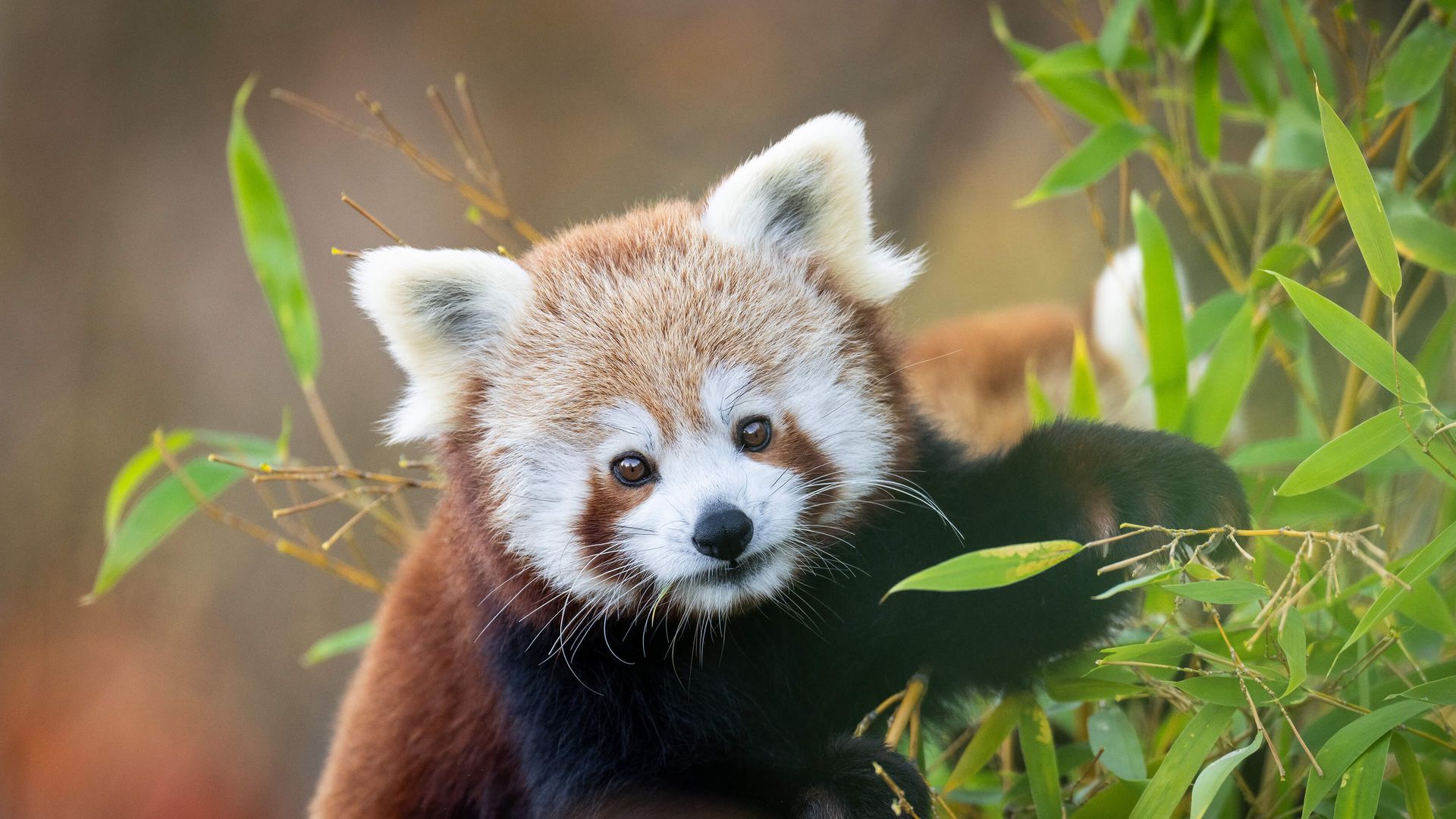 Un panda rosso su rami con foglie
