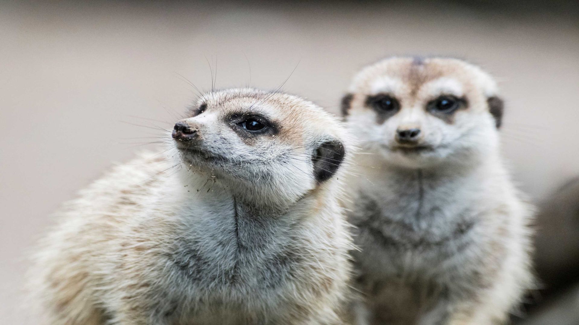 Two meerkats are looking in different directions. The meerkat in the background is looking directly into the camera.