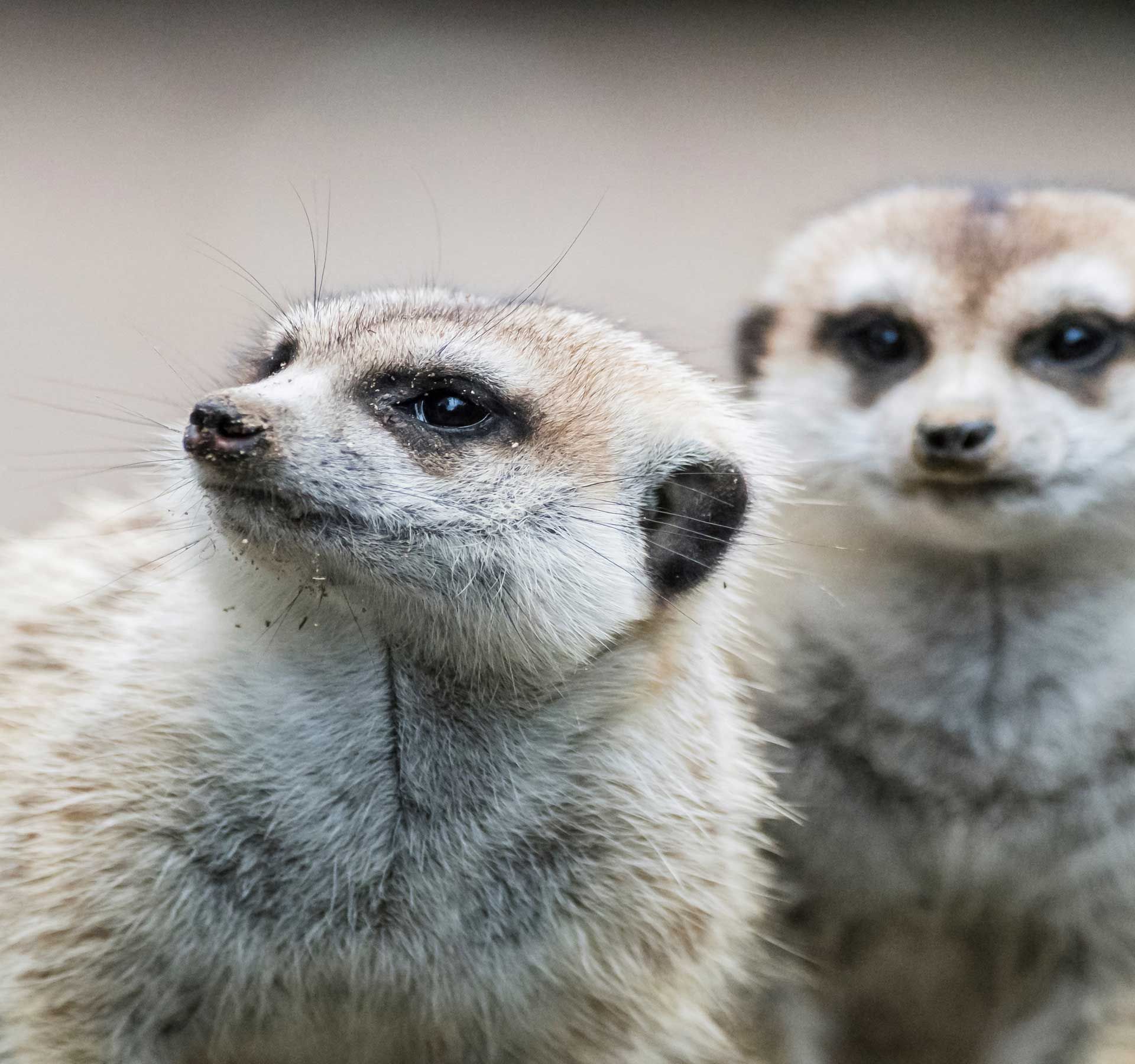 Two meerkats are looking in different directions. The meerkat in the background is looking directly into the camera.