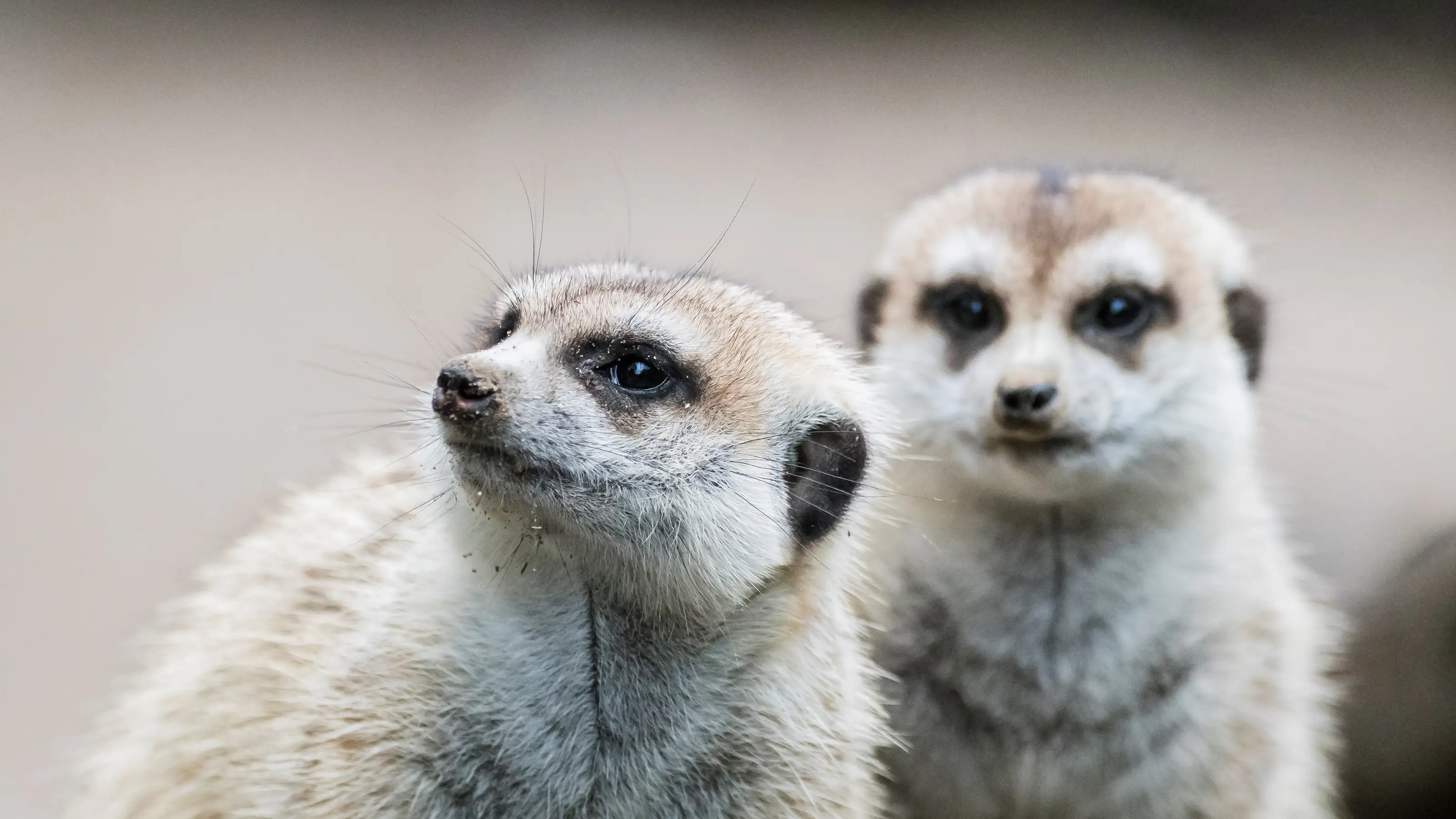 Two meerkats are looking in different directions. The meerkat in the background is looking directly into the camera.