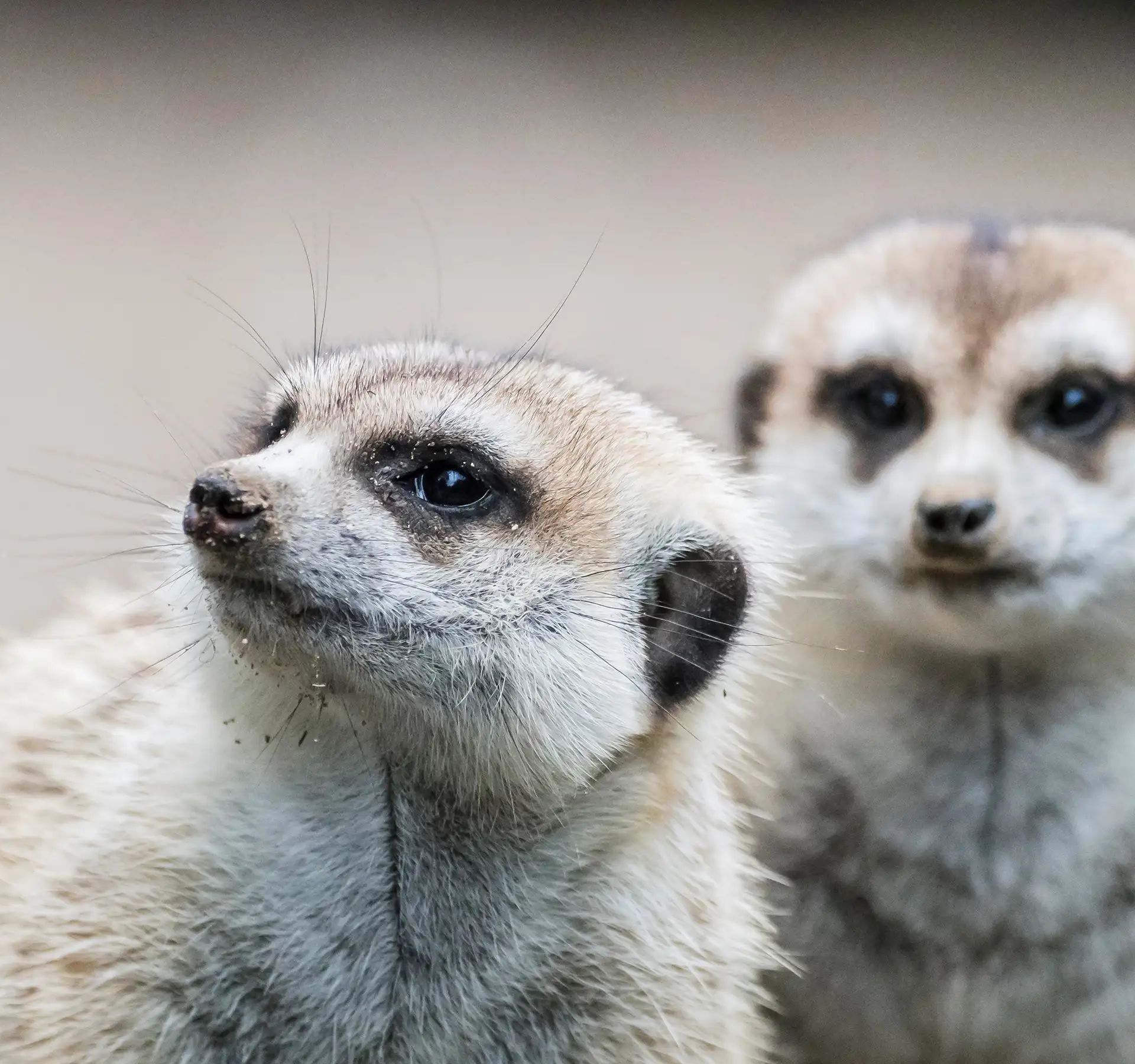 Two meerkats are looking in different directions. The meerkat in the background is looking directly into the camera.