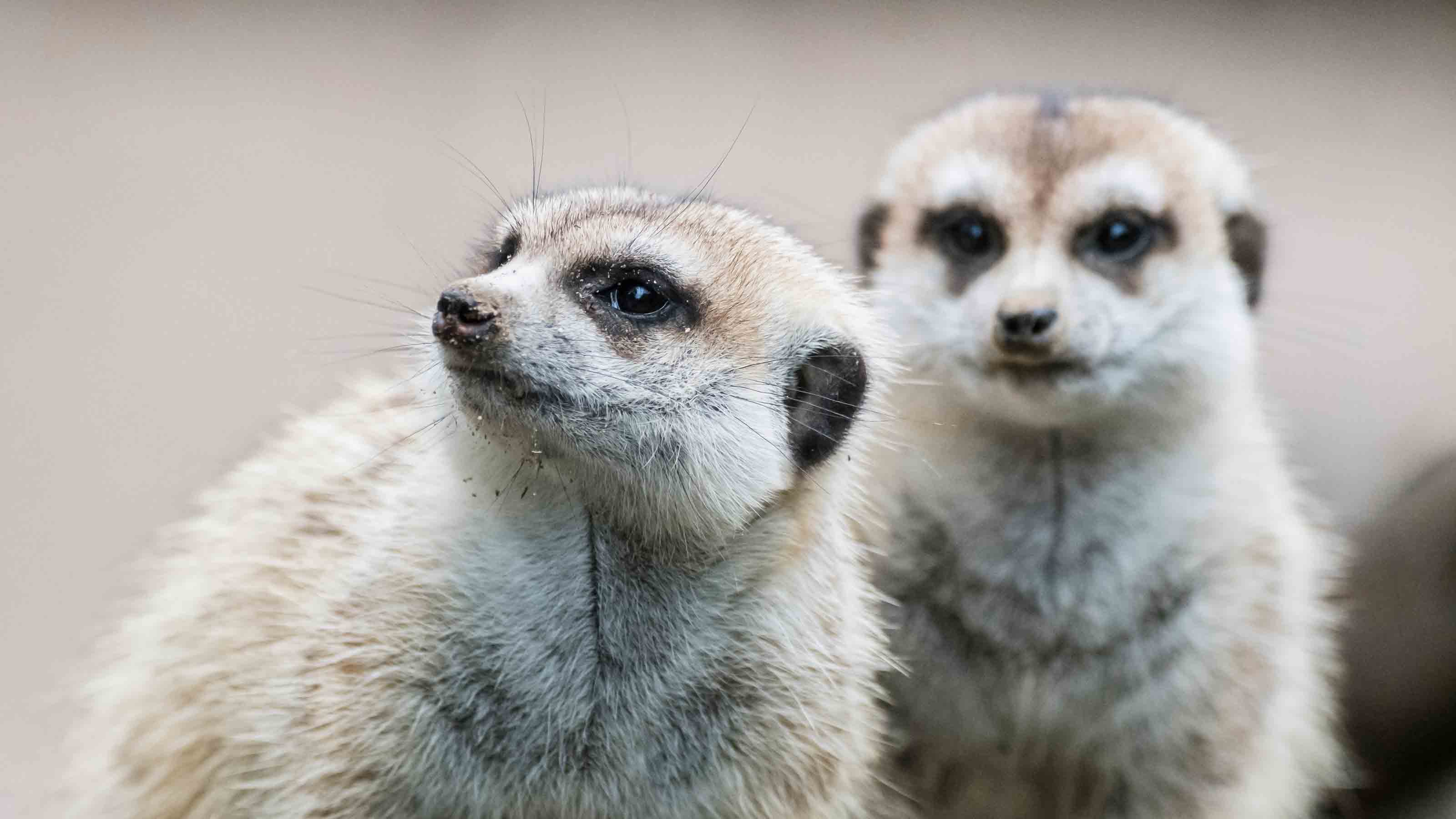 Deux suricates regardent dans des directions différentes. Le suricate en arrière-plan regarde directement la caméra.