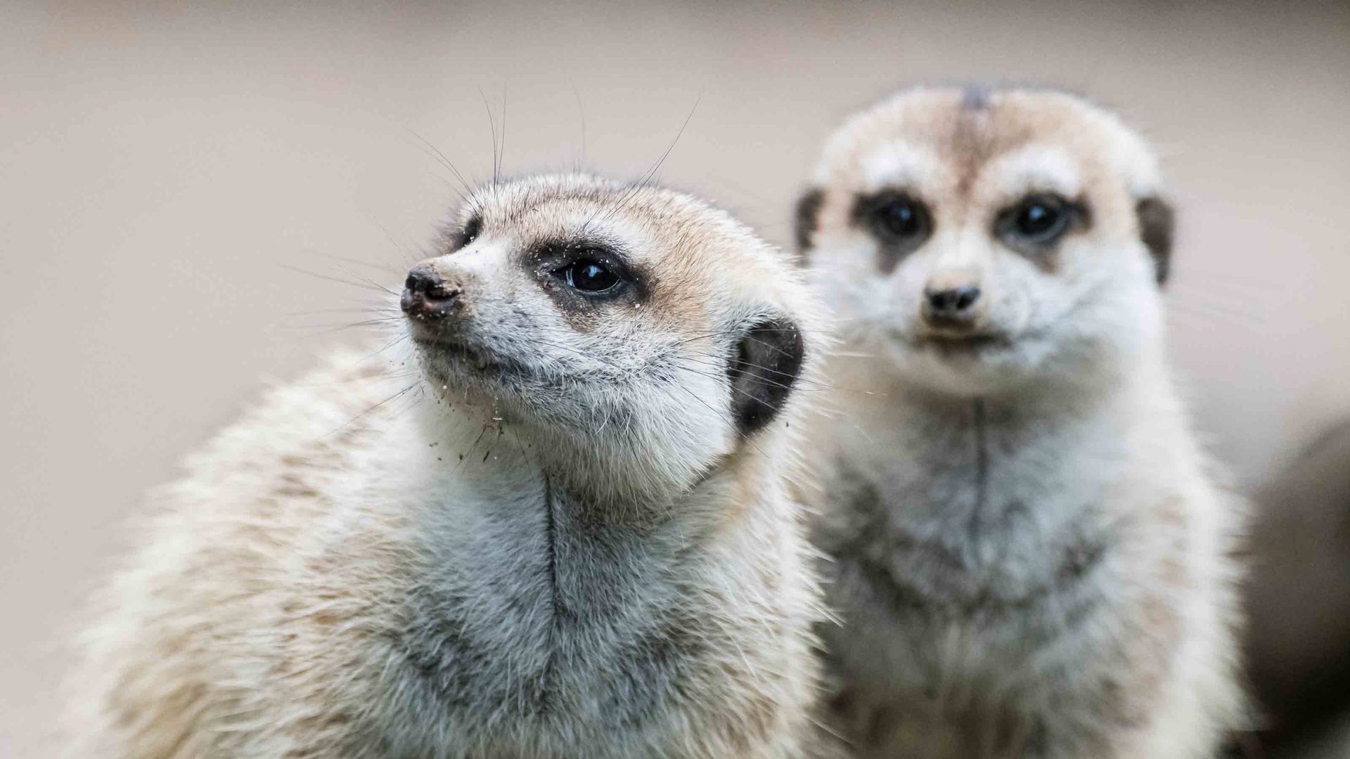 Two meerkats are looking in different directions. The meerkat in the background is looking directly into the camera.
