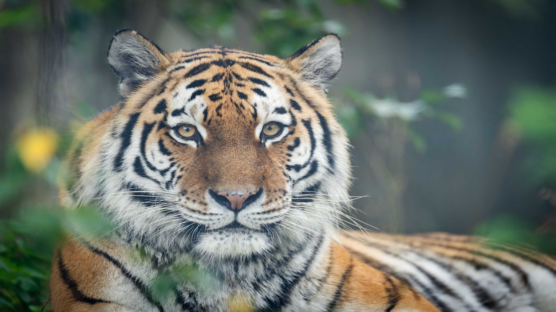 A tiger looks directly into the camera. There are plants in the background.