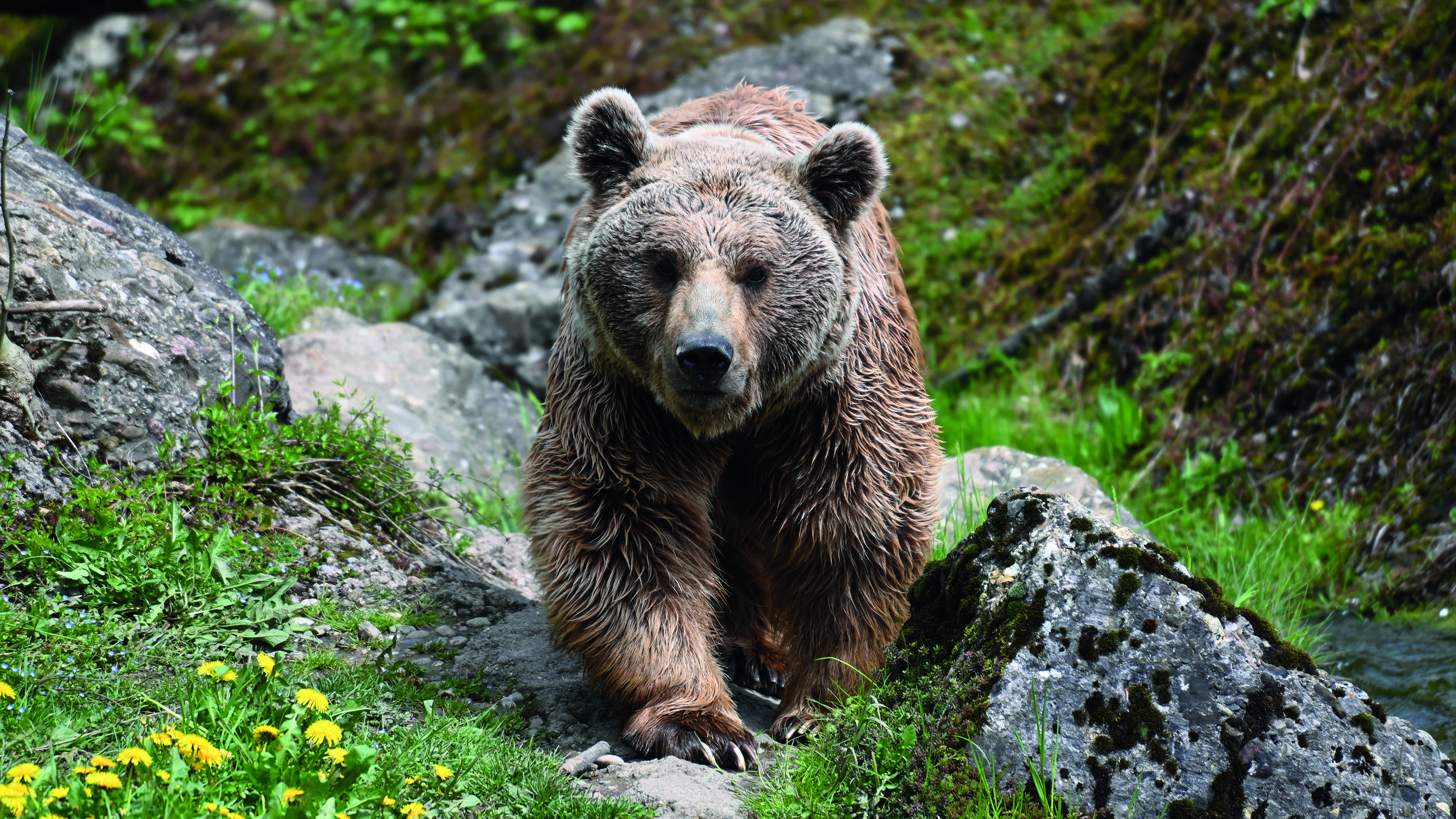 Ein Bär durchquert felsiges Gelände, das mit Grasflächen durchzogen ist und seinen natürlichen Lebensraum zeigt.