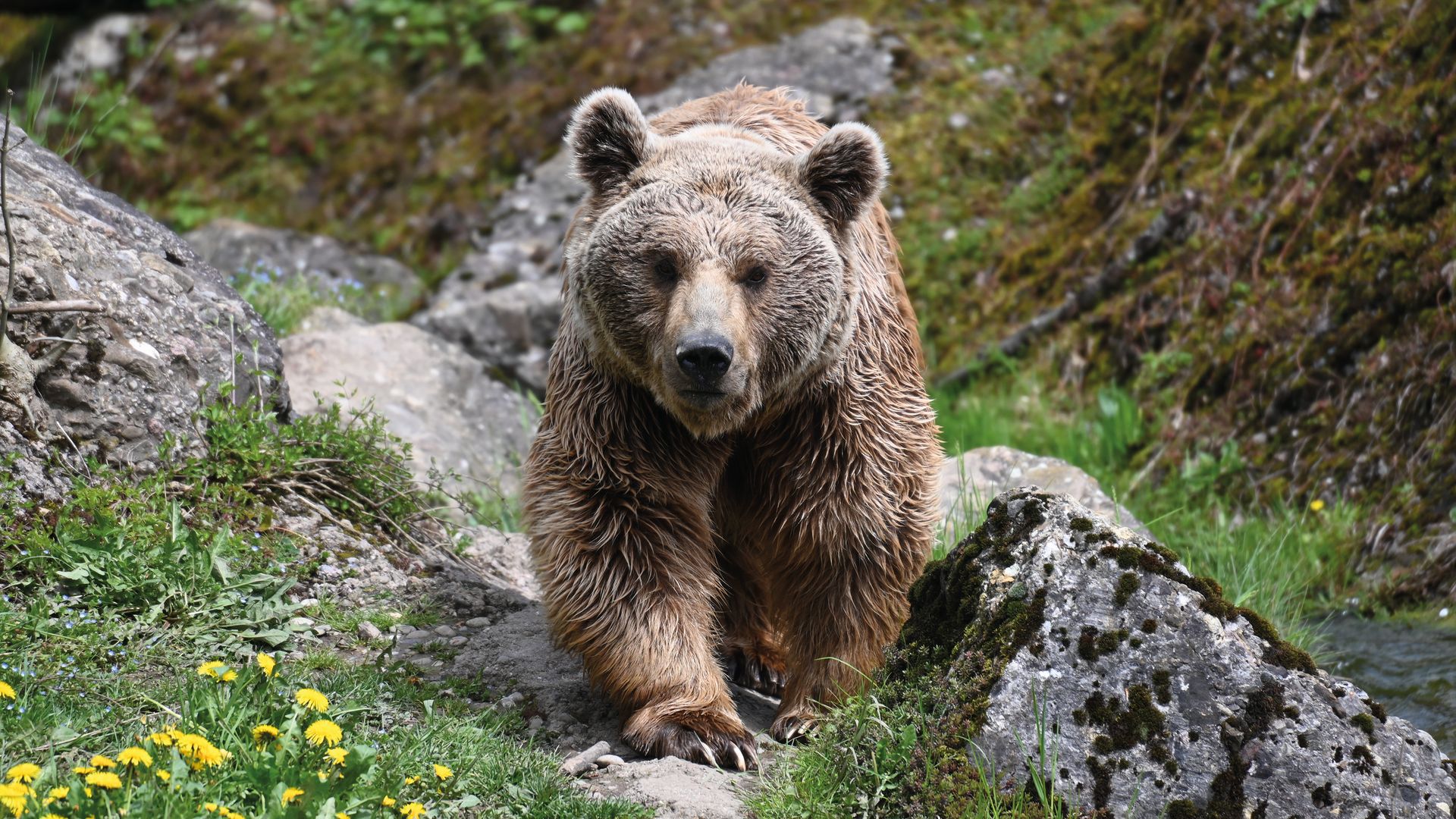 A bear traversing rocky terrain interspersed with patches of grass, showcasing its natural habitat.