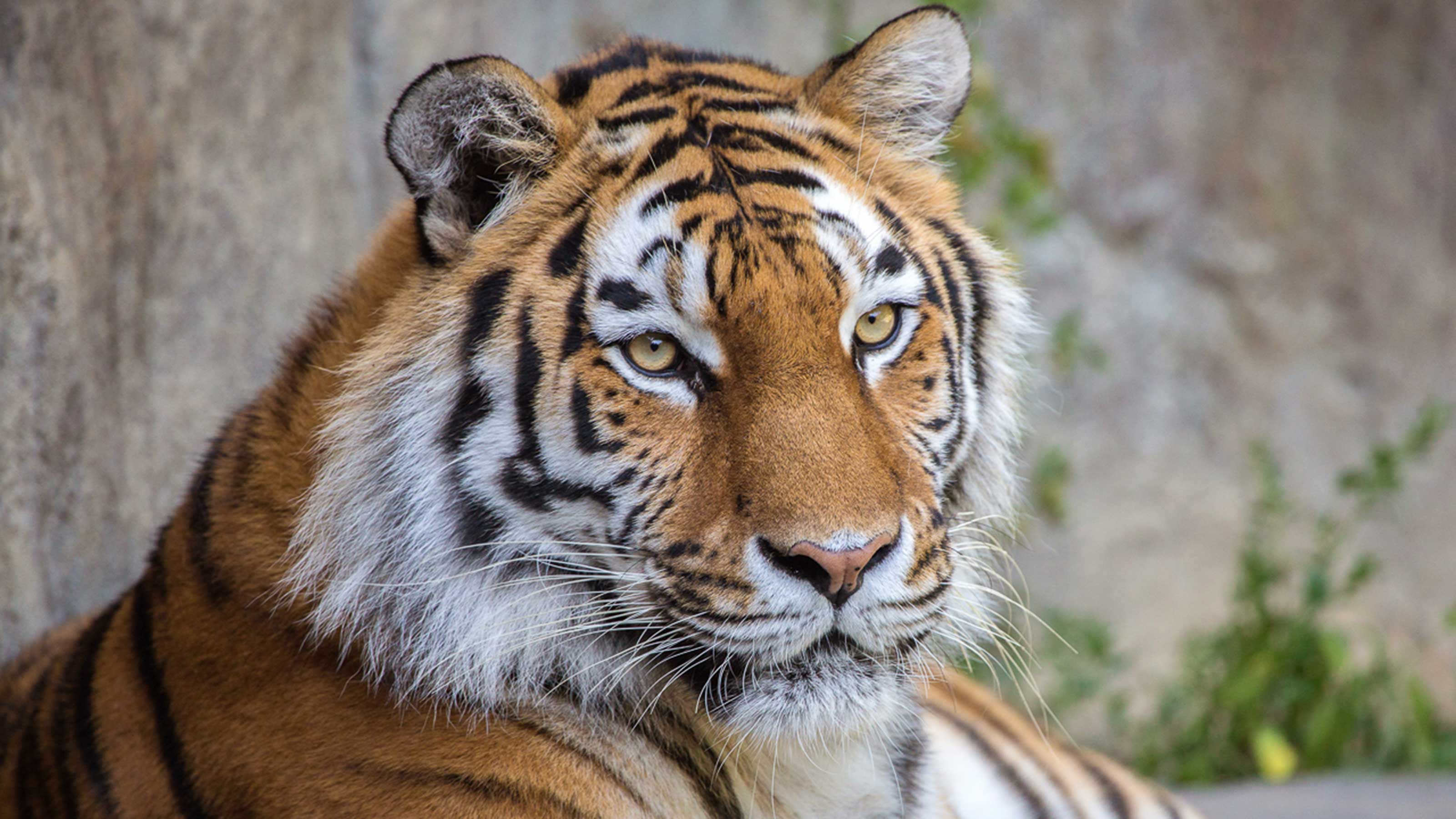 Close-up of a tiger with orange and black striped fur.