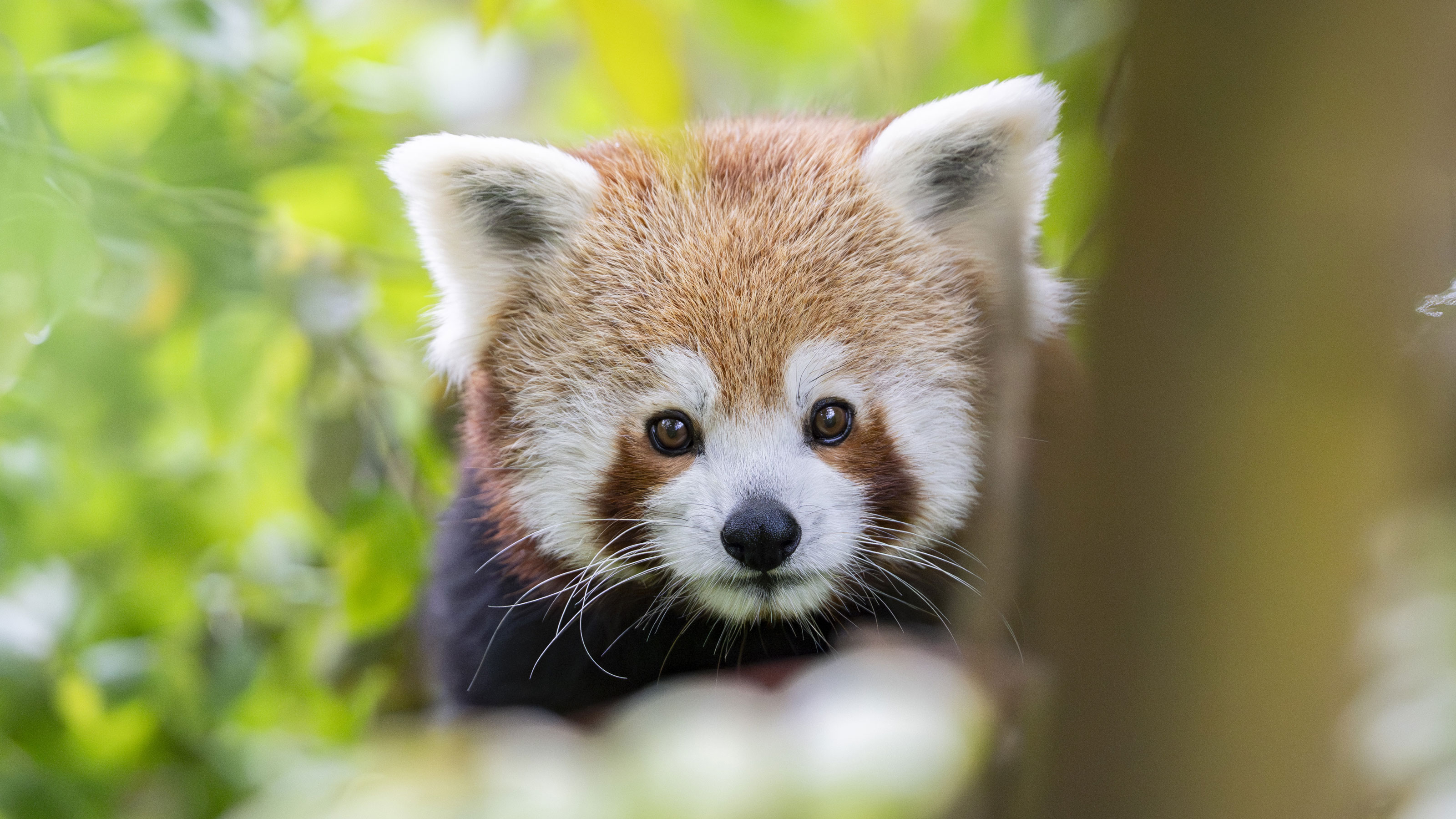 A red panda looks directly into the camera and shows its curious face with large, round eyes.