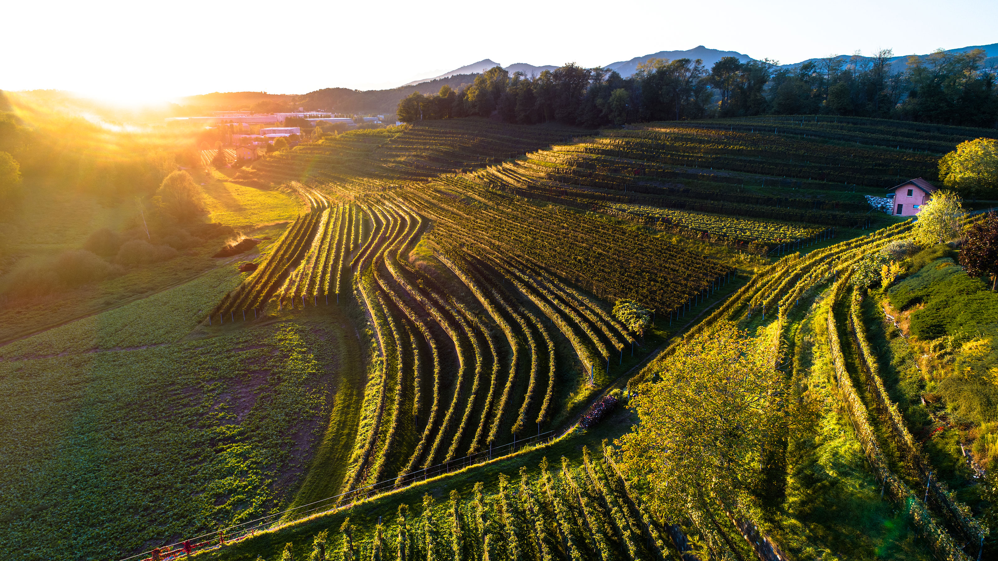 Weinberge mit terrassierten Reihen bei Sonnenuntergang in hügeliger Landschaft mit einem Haus am rechten Rand