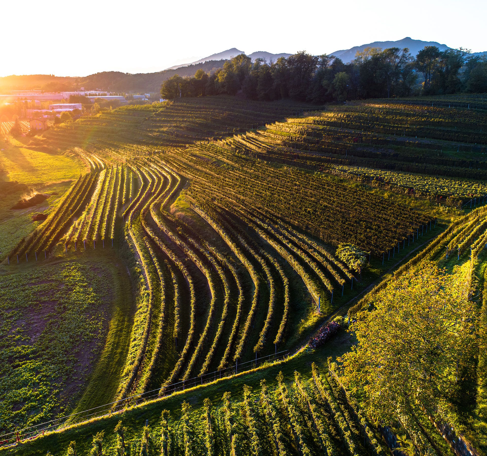 Weinberge mit terrassierten Reihen bei Sonnenuntergang in hügeliger Landschaft mit einem Haus am rechten Rand