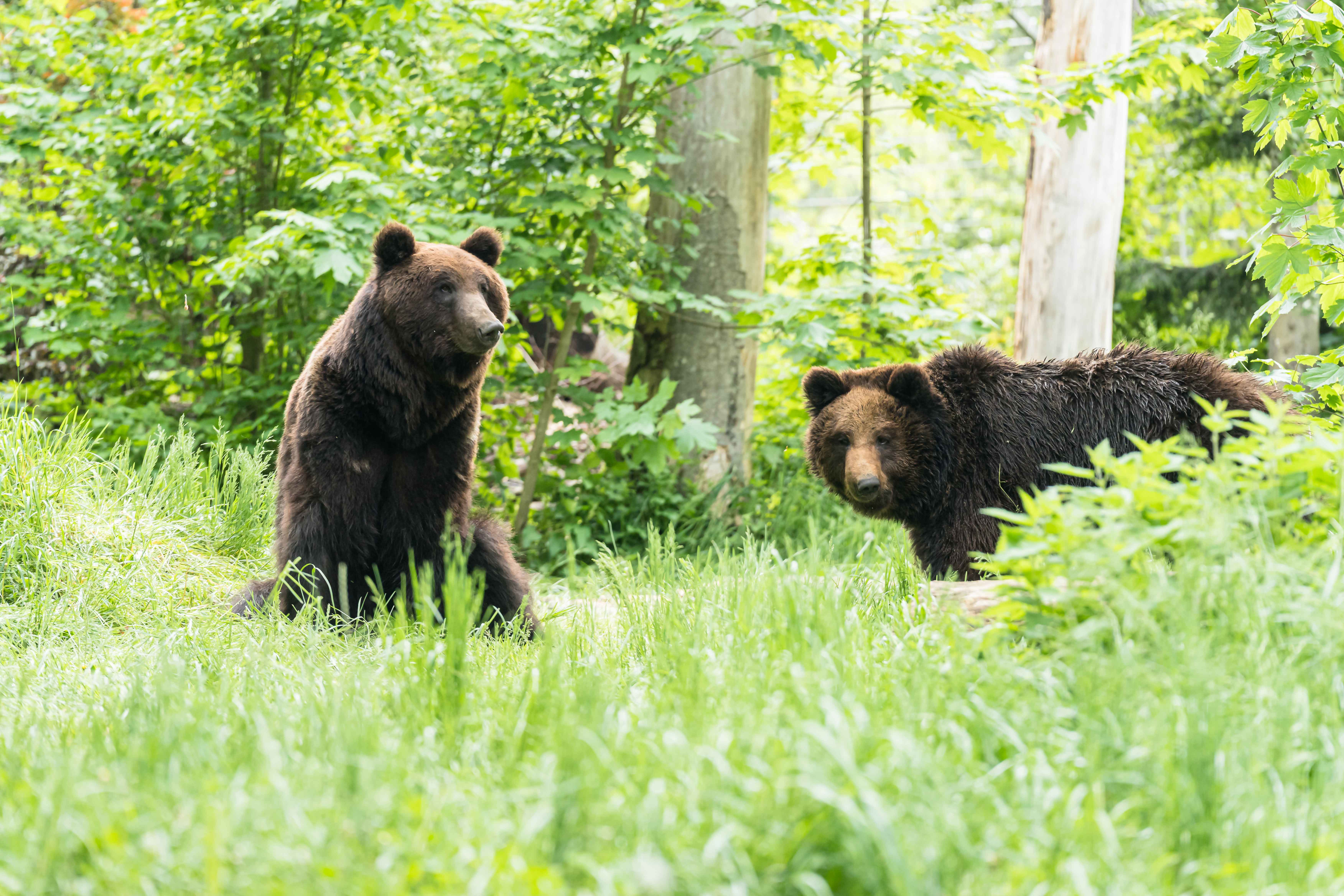 Due orsi bruni si trovano in un'area erbosa, mostrando il loro habitat naturale e la bellezza della fauna selvatica.